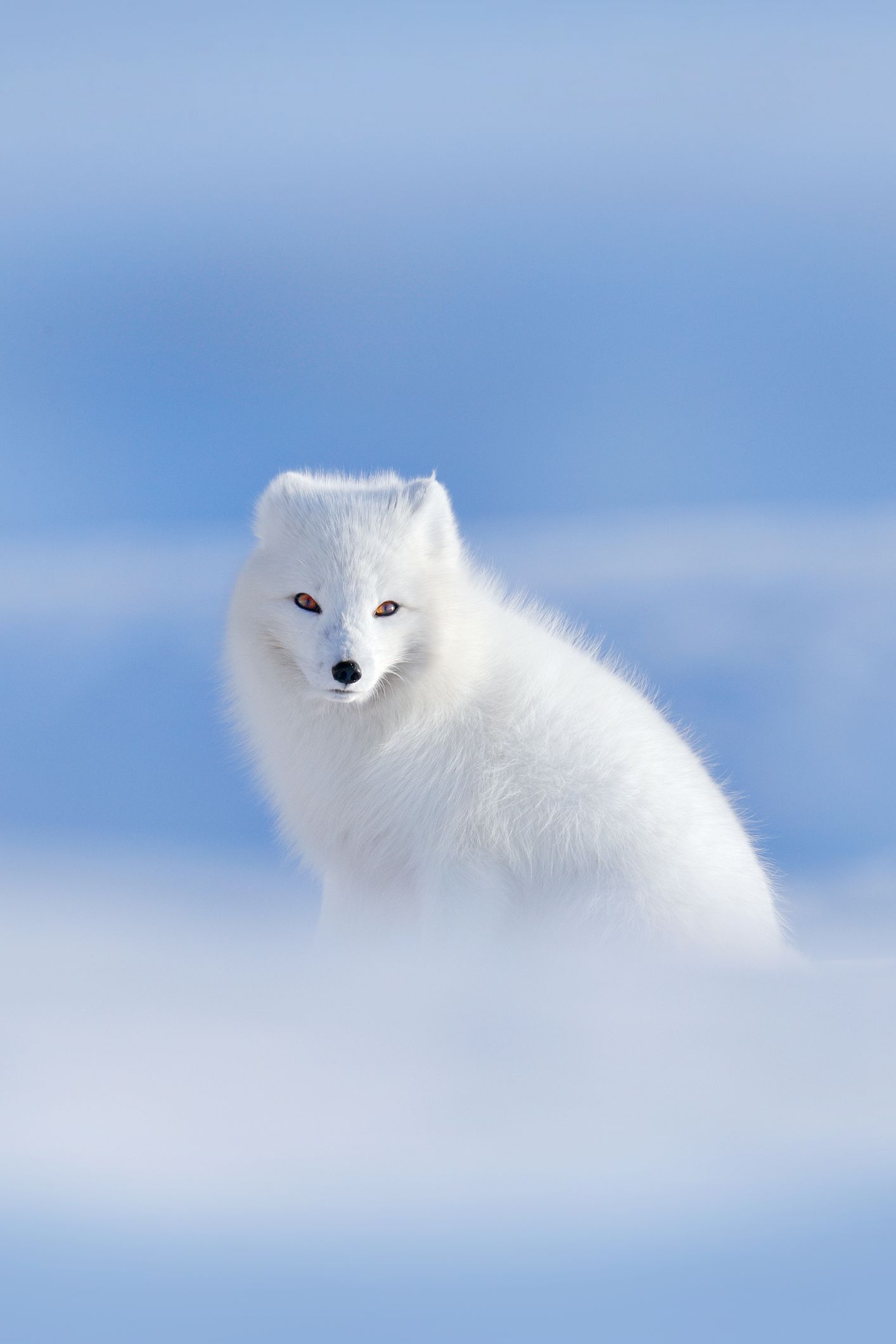 Arctic fox in snow — rare wildlife sighting in northern Alaska wilderness.