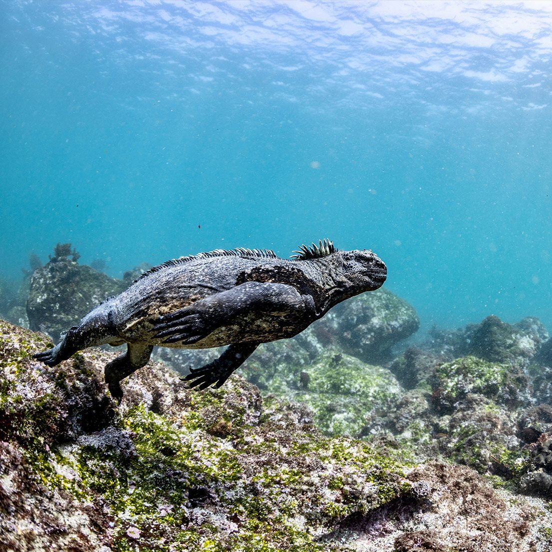 Marine iguana swimming underwater near rocks.