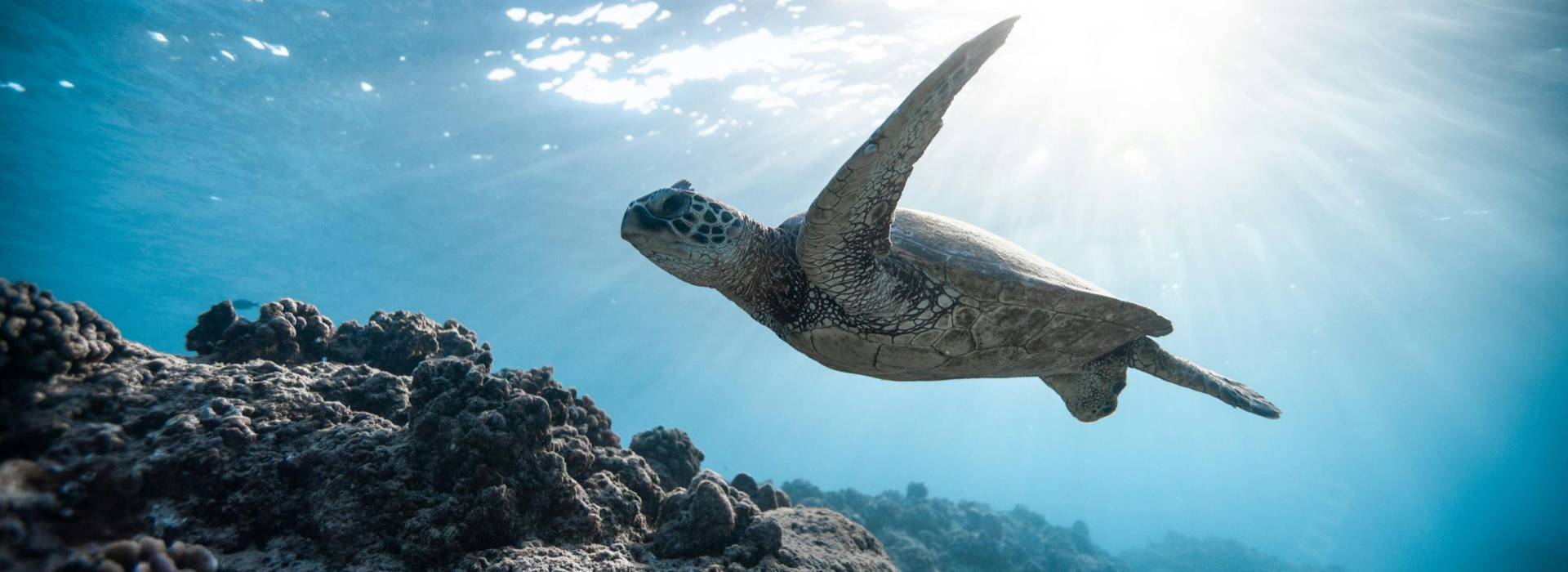 Spacious modern living room with dining area, beige and gray tones, large windows, and a colorful rug.