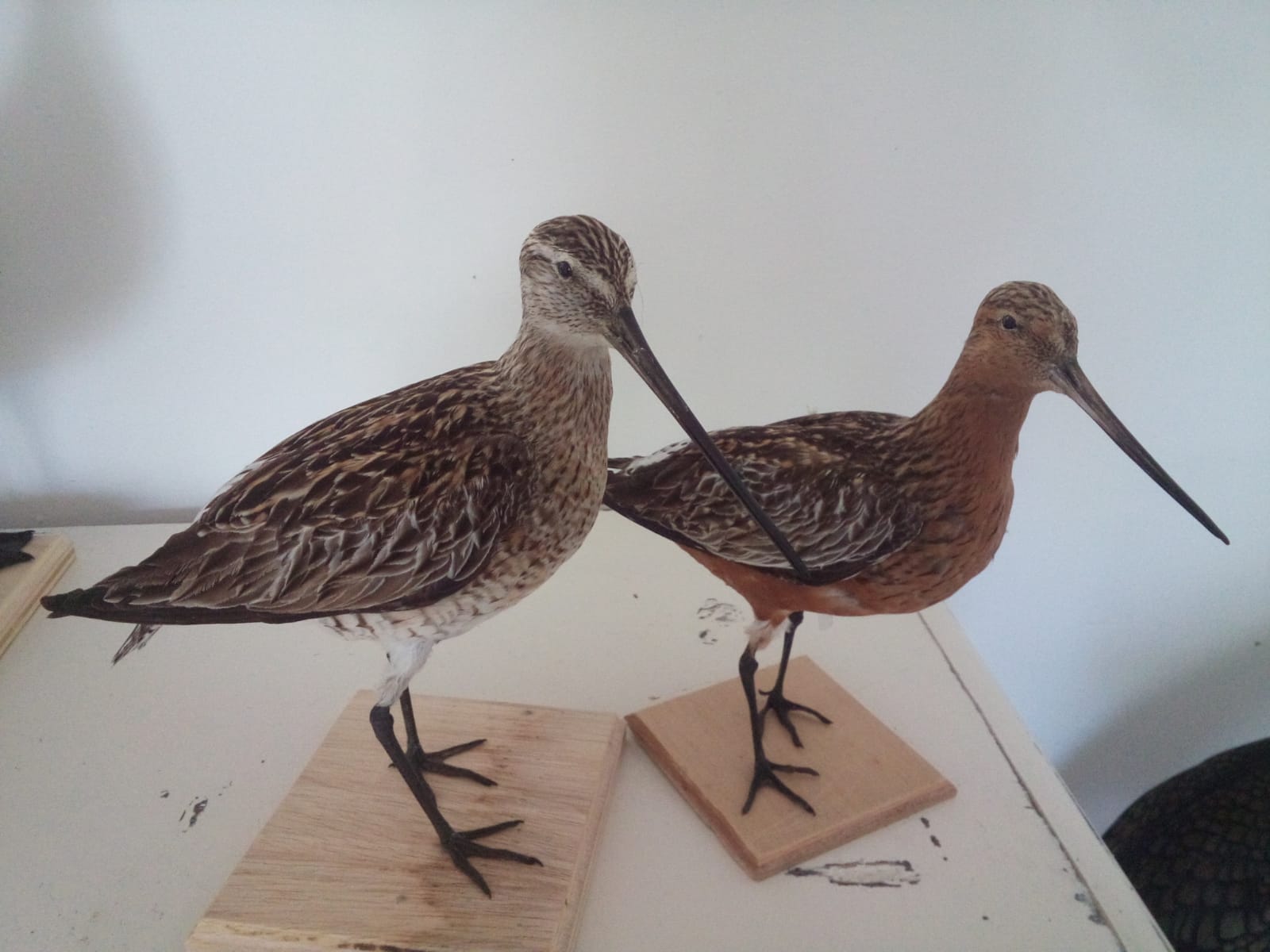 Erkend Preparateur Chris Hamstra