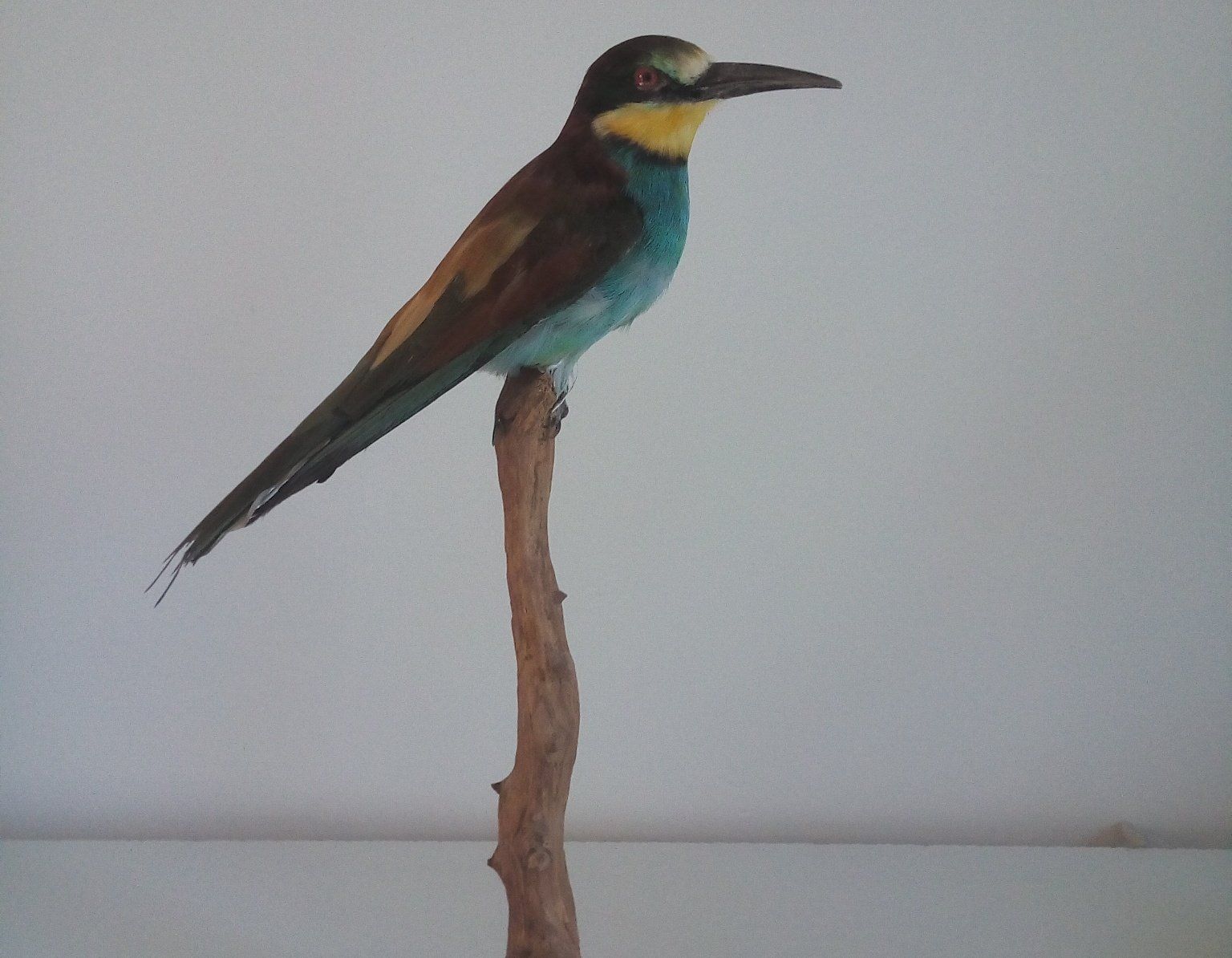 Chris Hamstra Erkend Preparateur