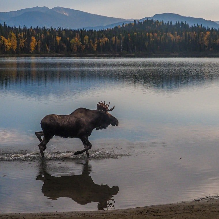 moose in the lake in the northeast kingdom of vermont