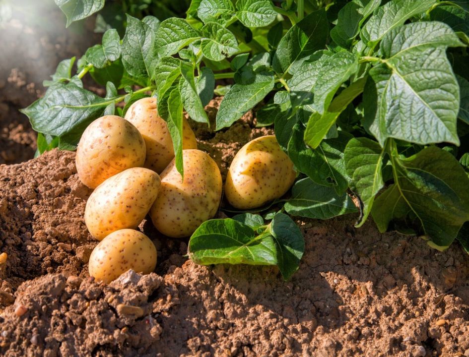 JAPARE FERTILIZER TRADE SA DE CV