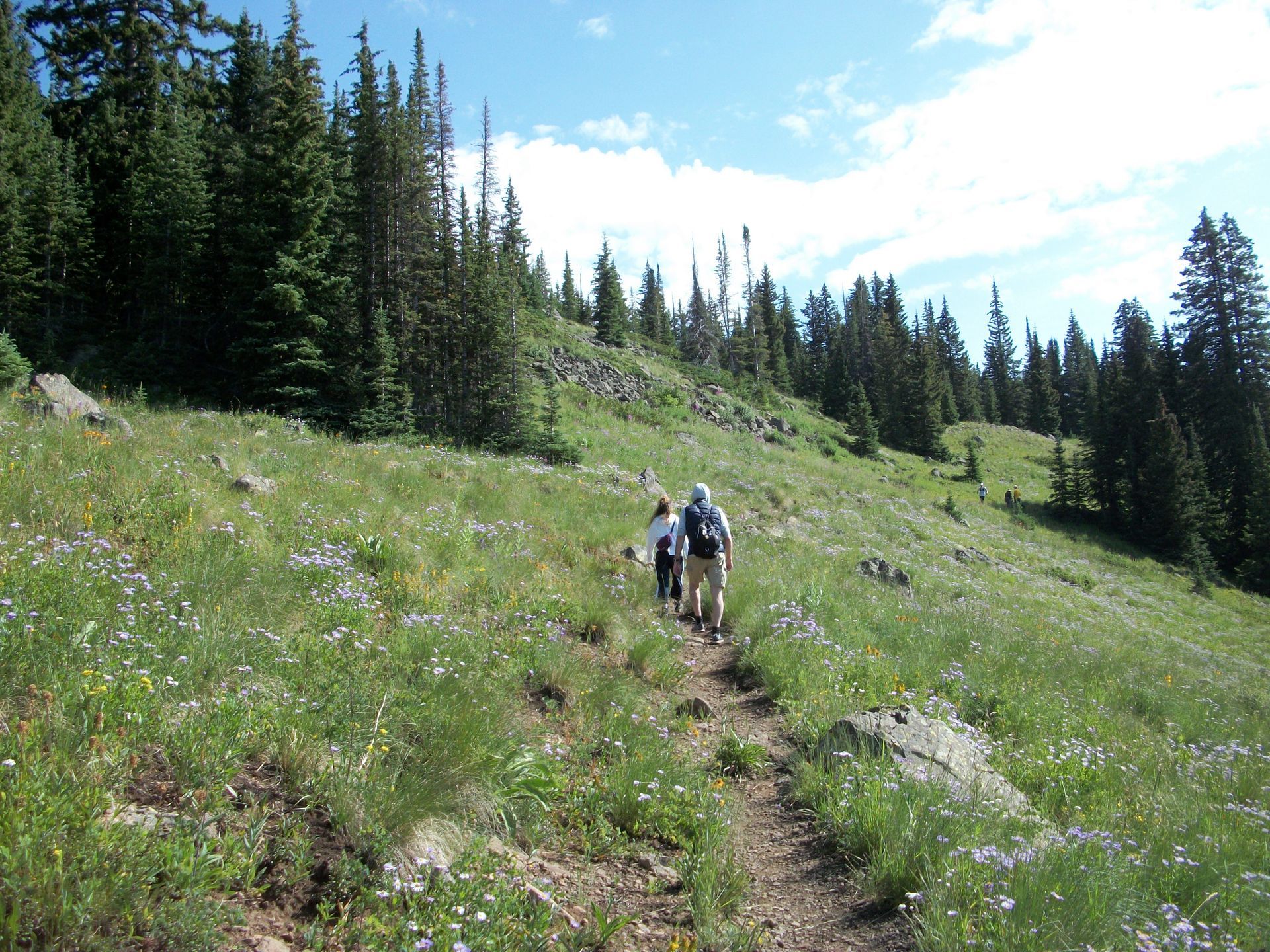 People hiking uphill on a trail through a grassy, flowered meadow with pine trees under a blue sky in Colorado