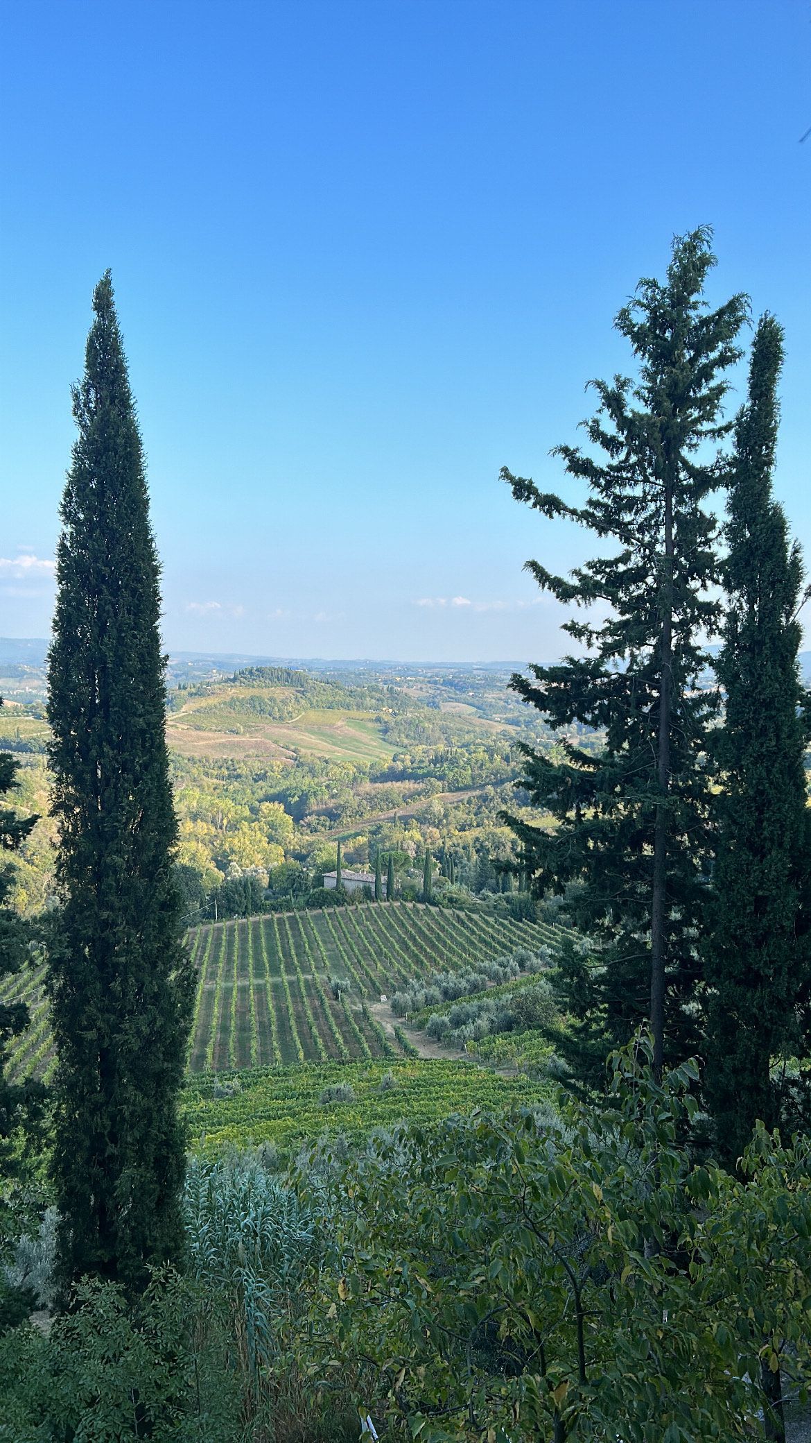 Rolling green hills in the countryside of Tuscany with vineyards under a blue sky, framed by tall trees.