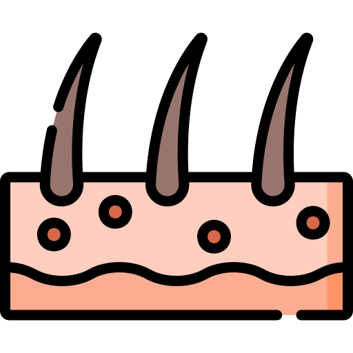 Tvärsnitt av hud med hårsäckar och hårstrån.