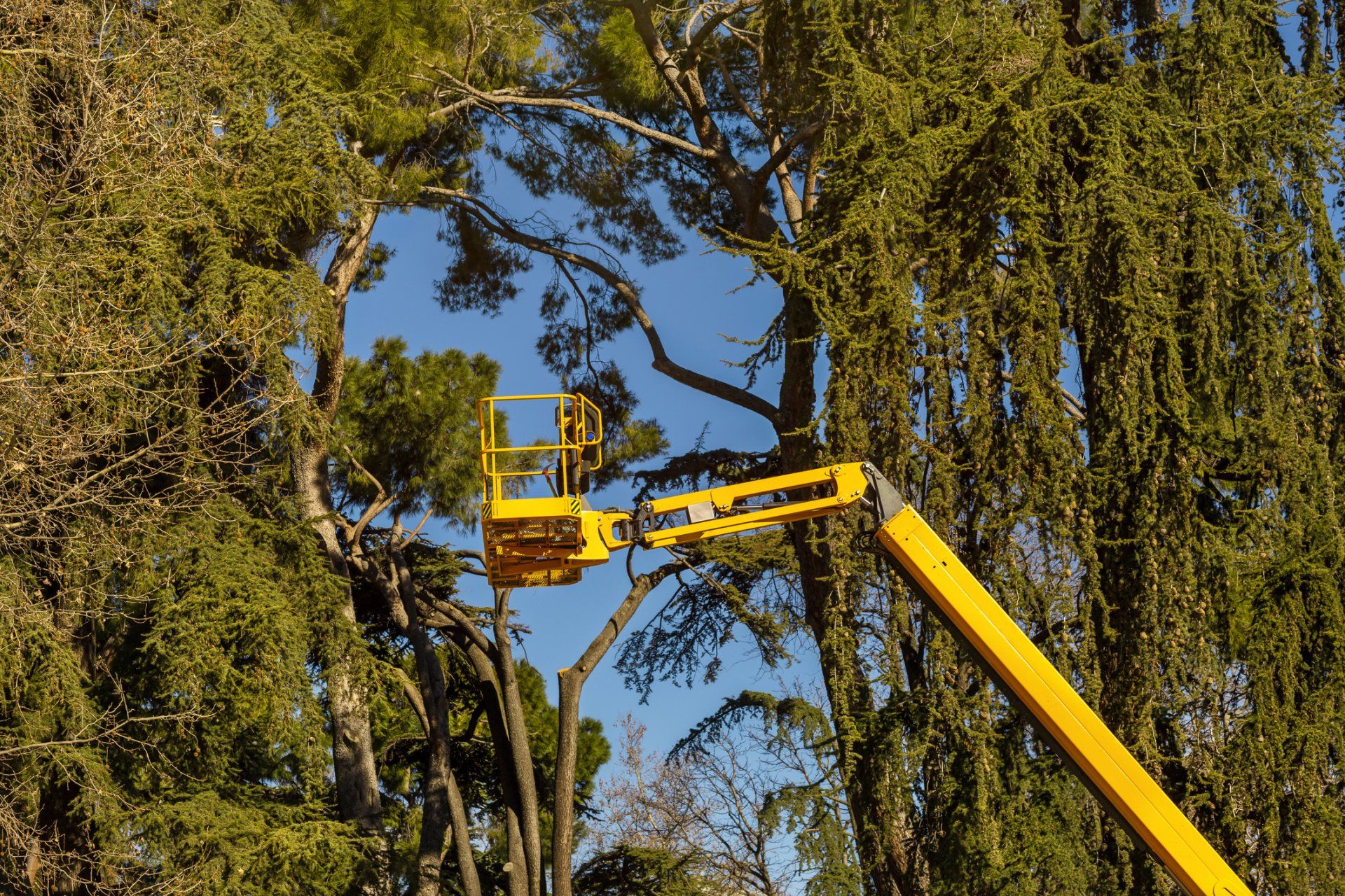 a man is cutting a tree with a yellow crane .