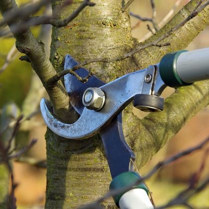 a pair of scissors is cutting a tree branch