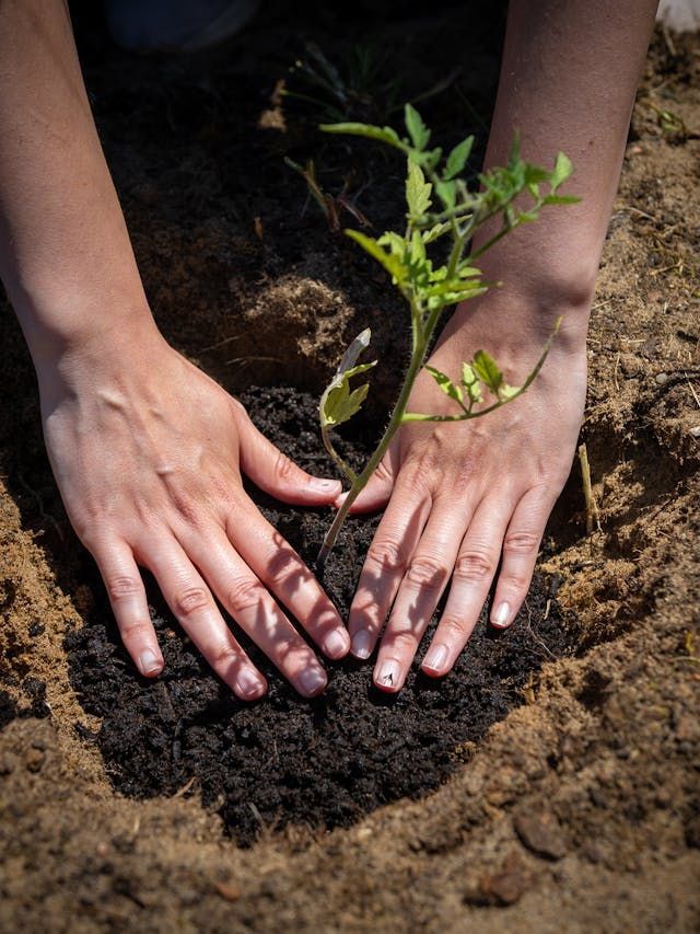 Hands planting a small green plant in dark soil outdoors.