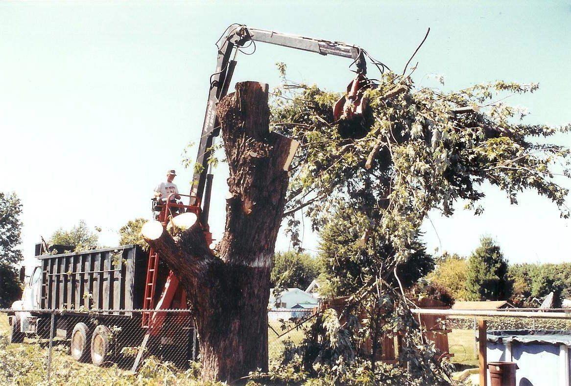 branch trimming - Tree Service in Morton, IL