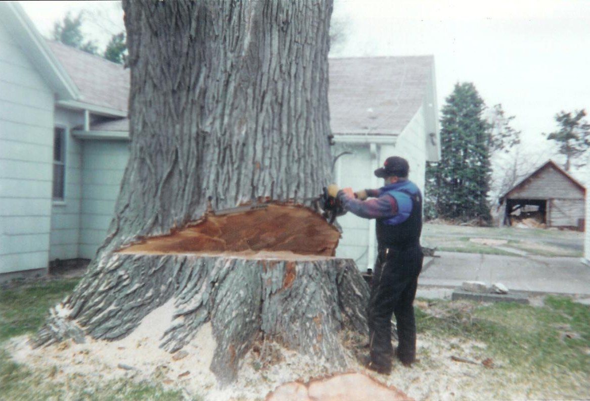 Cleanup Time - Tree Service in Morton, IL