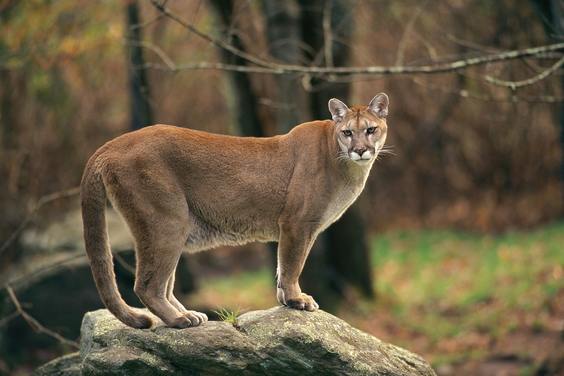 A cougar stands on a rock in a forest, looking towards the viewer. Tan fur, green grass, and brown trees are visible.