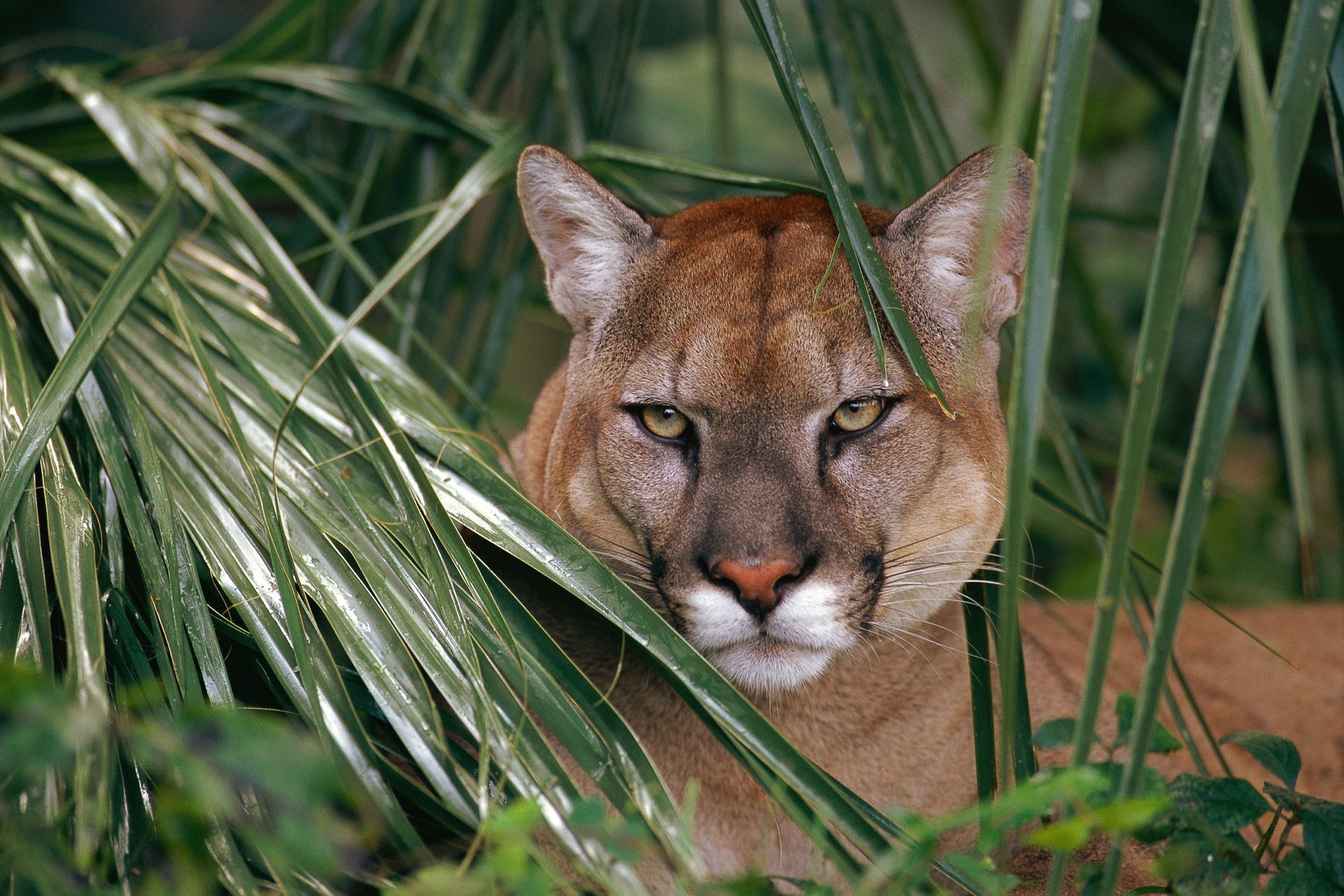 A cougar stands on a rock in a forest, looking towards the viewer. Tan fur, green grass, and brown trees are visible.