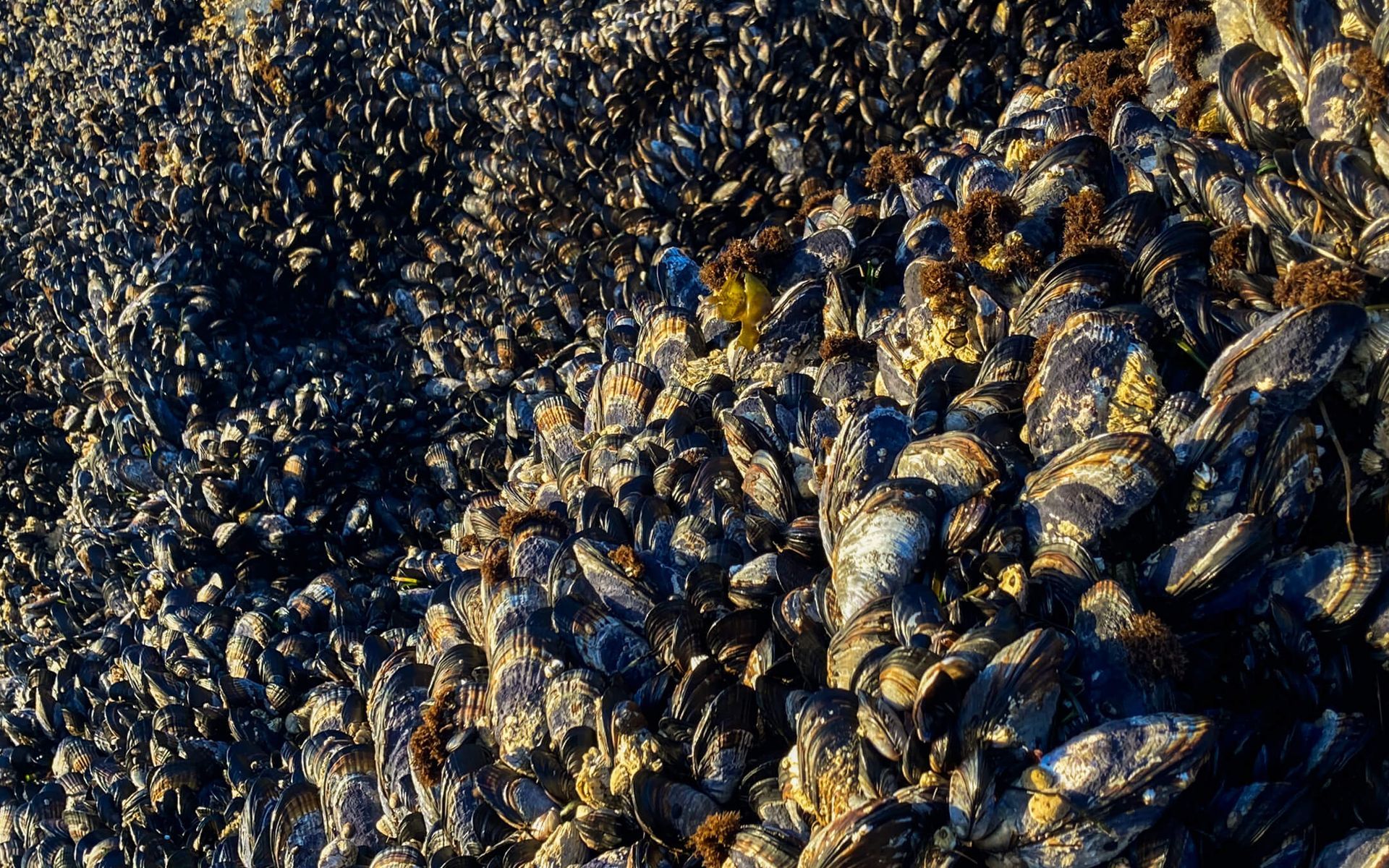 Beach detail at Howard Creek Ranch.
