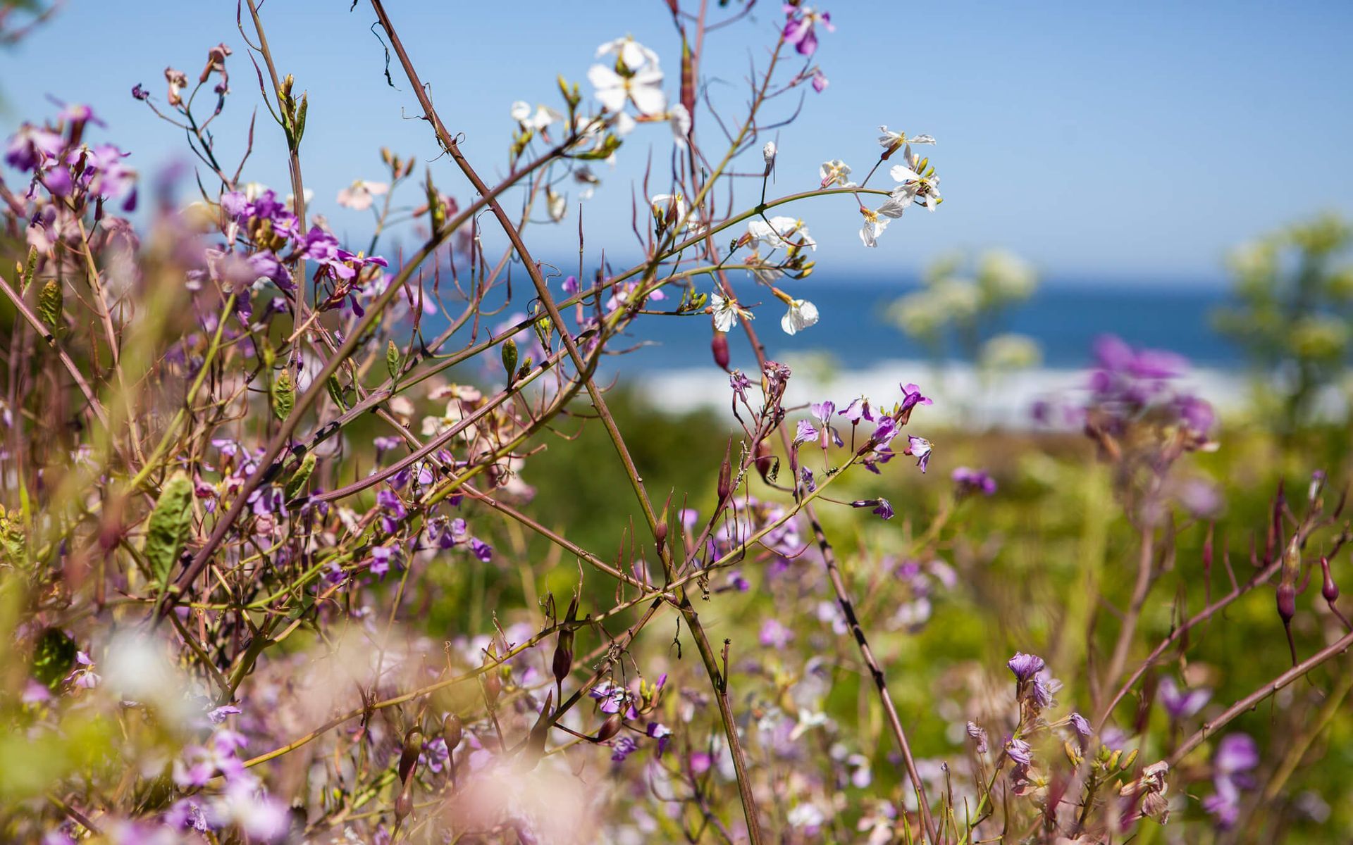 Nature abounds on the Northern Mendocino Coastline