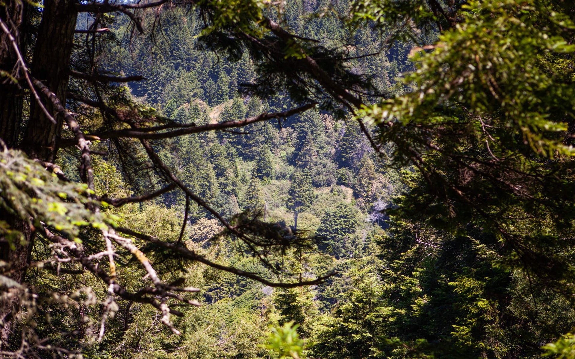 Howard Creek Ranch - view of trees from the trail