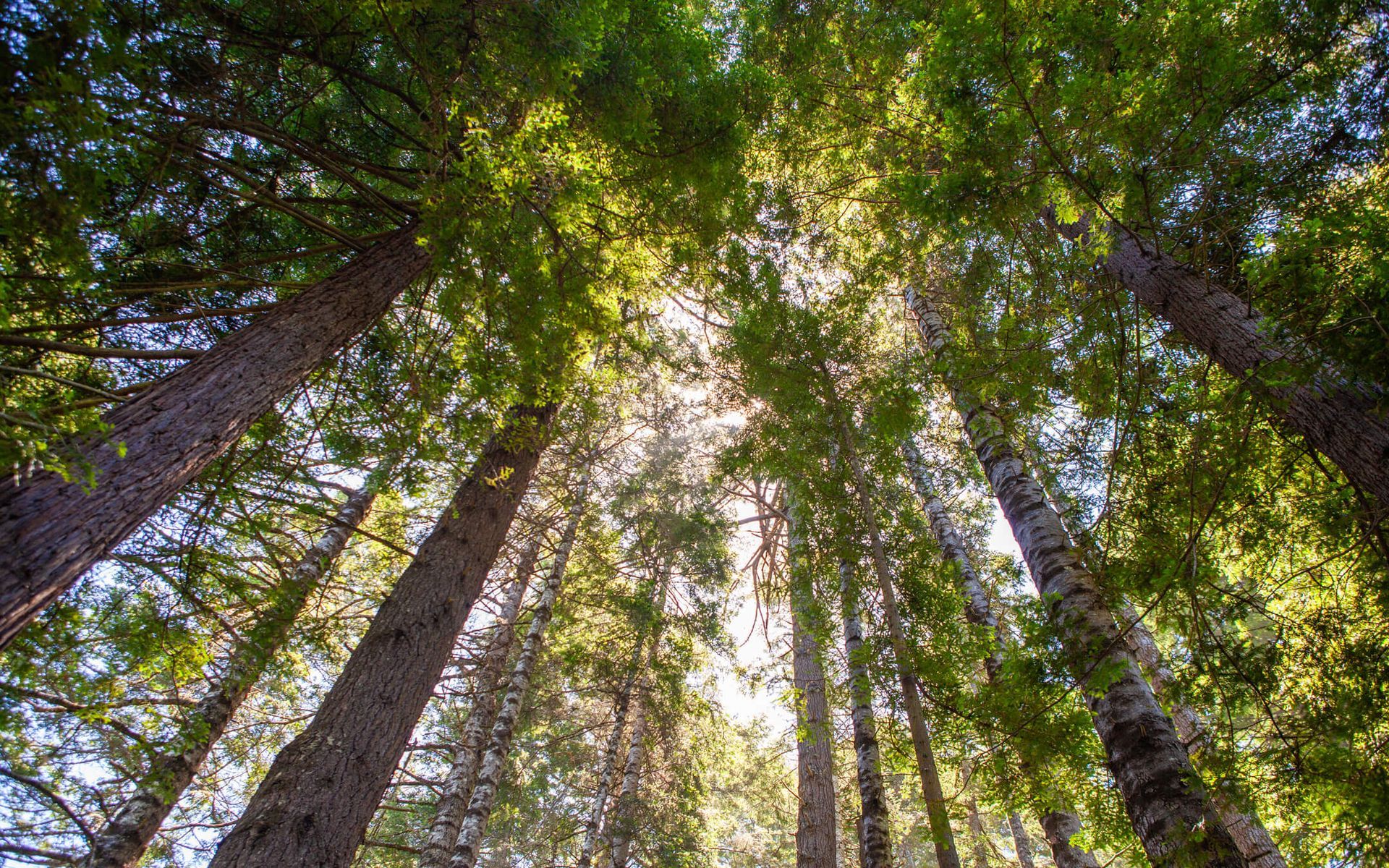 Hiking trails amidst redwoods on the northern Mendocino coastline
