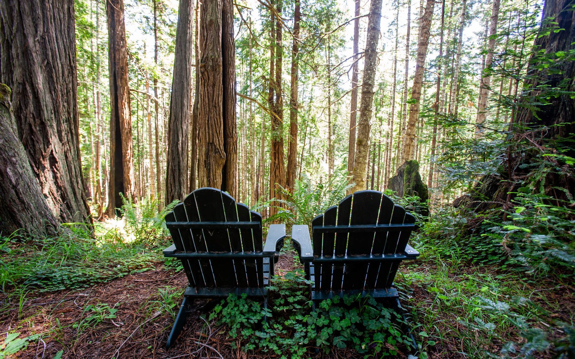 The Enchanted Redwood Forest at the Howard Creek Ranch Inn