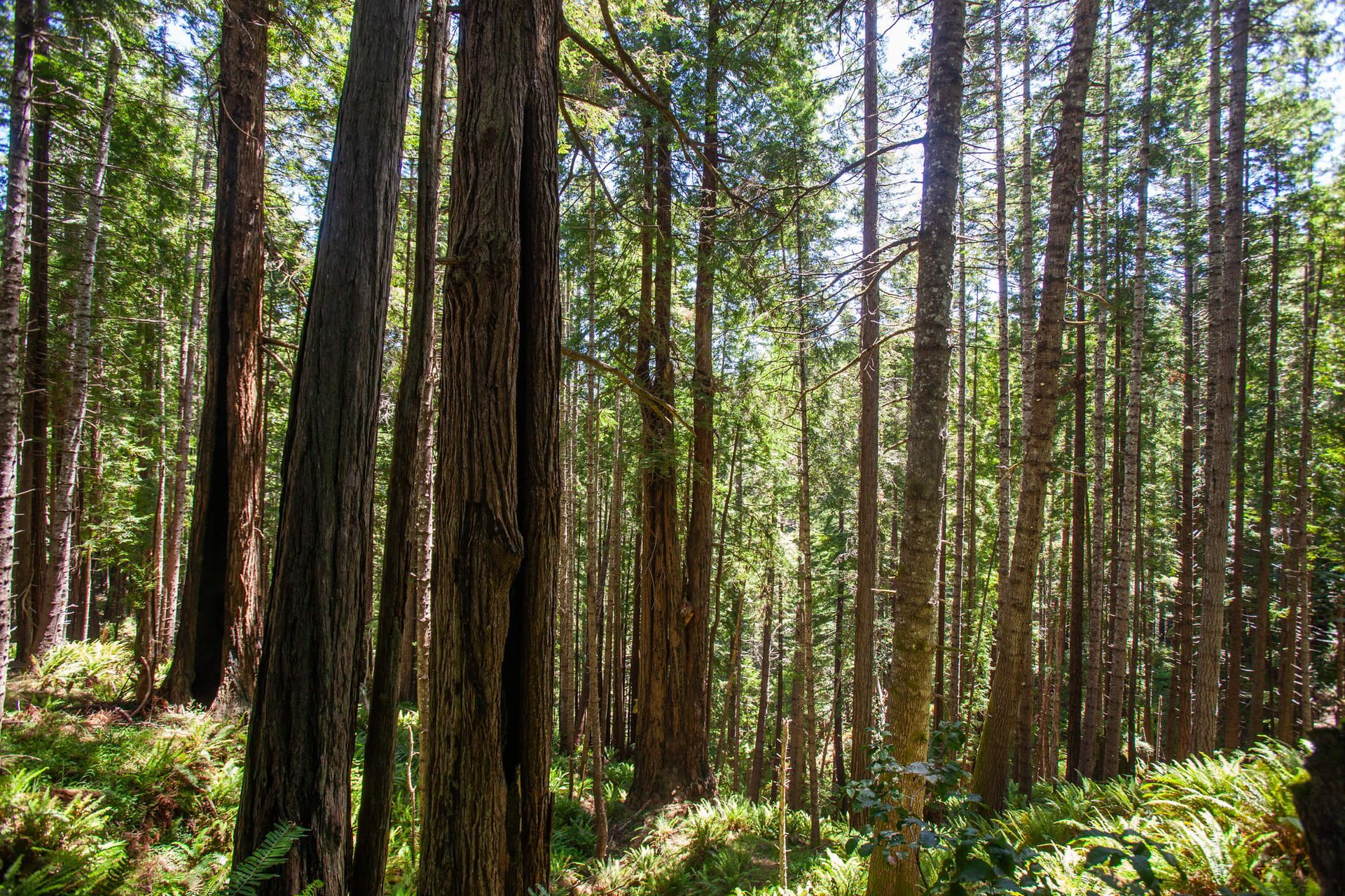 Hiking trails amidst redwoods on the northern Mendocino coastline
