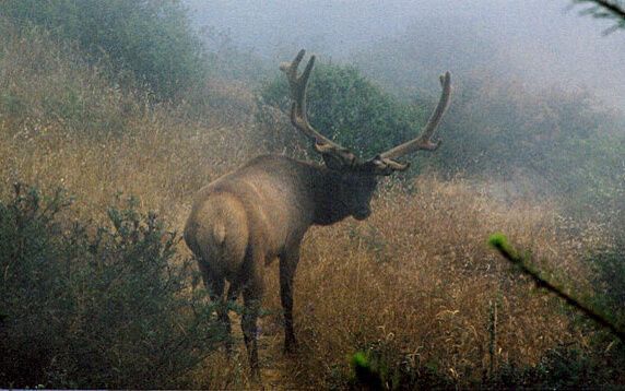 Wildlife abounds on the northern Mendocino coastline.