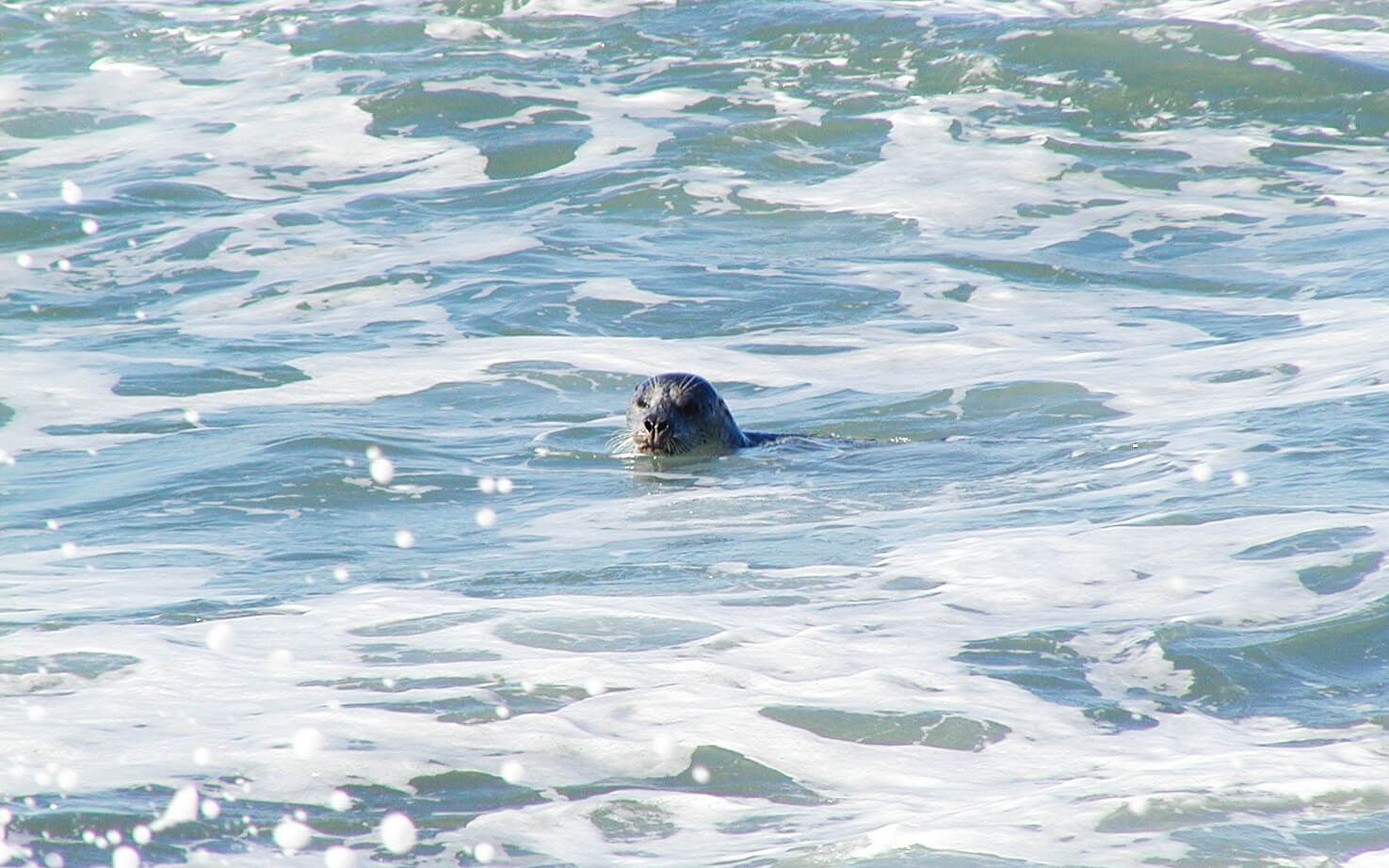 Sea life abounds on the Northern Mendocino coastline...