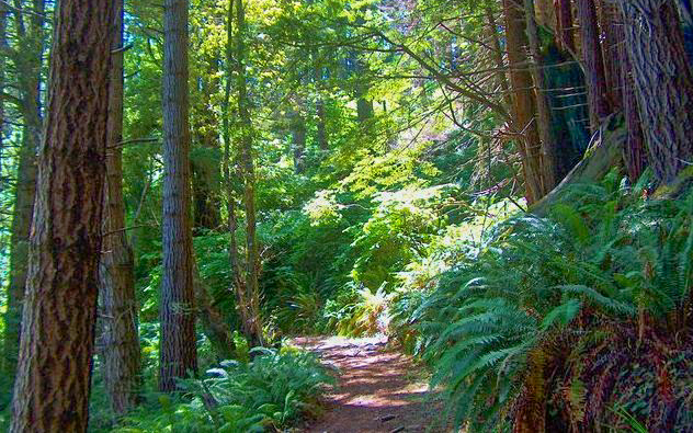 The Seaview Cabin getaway at the Howard Creek Ranch on the Mendocino Coast.