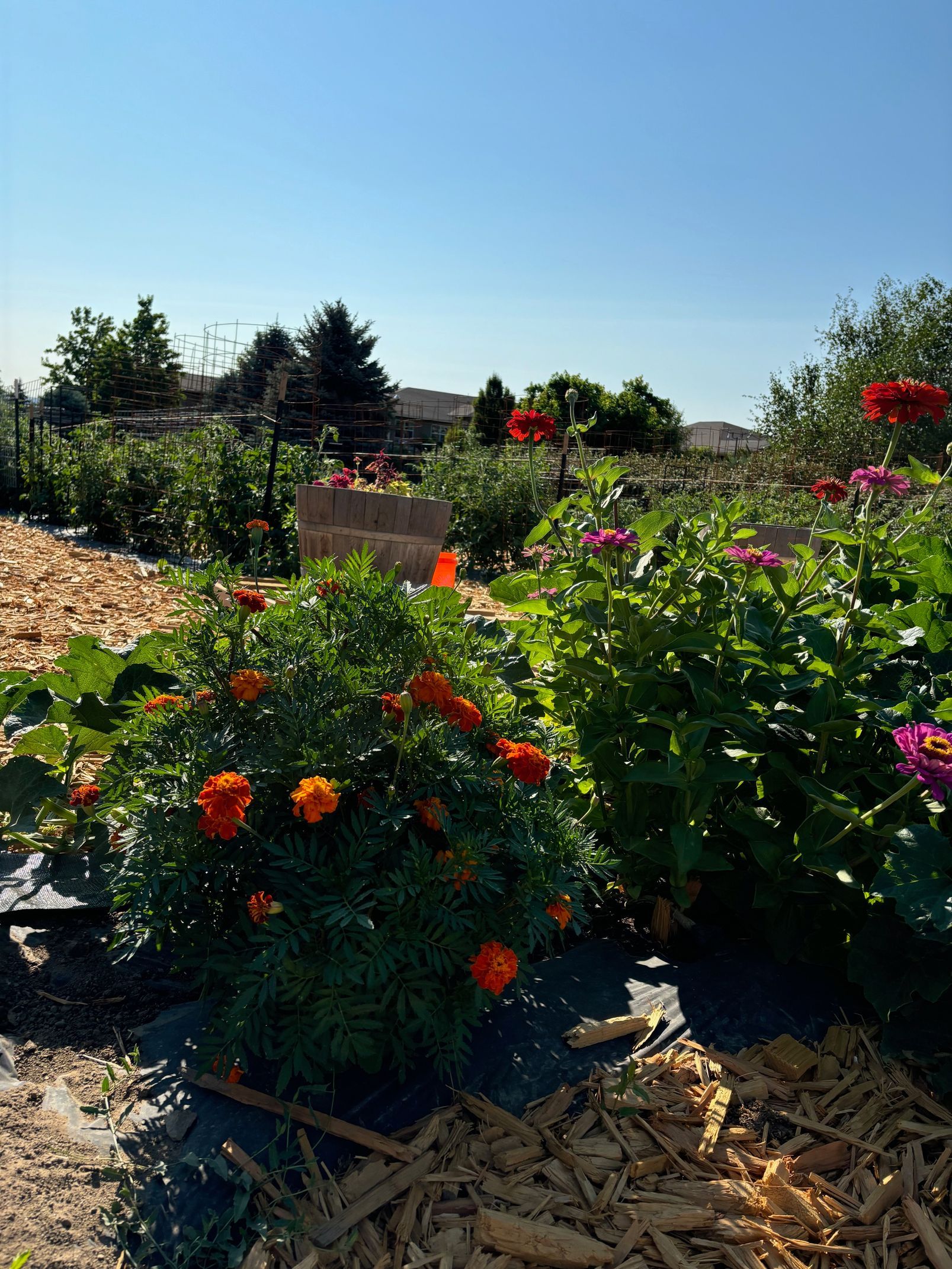 A garden filled with lots of flowers and plants on a sunny day.