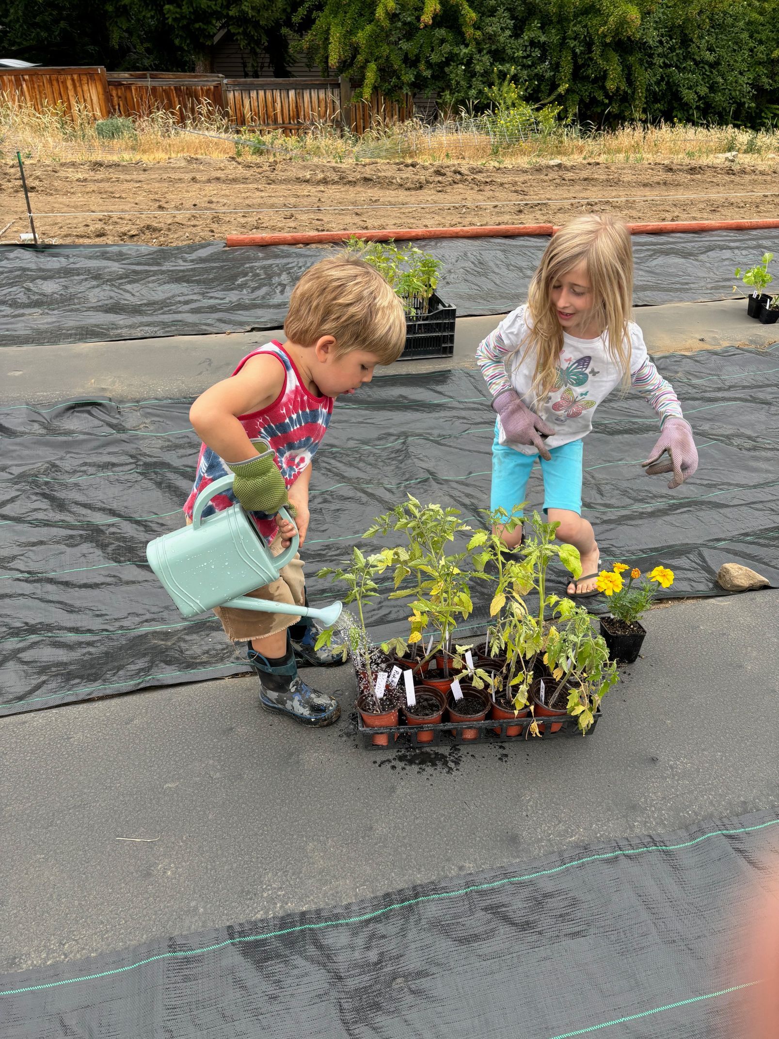 A boy and a girl are watering plants in a garden.