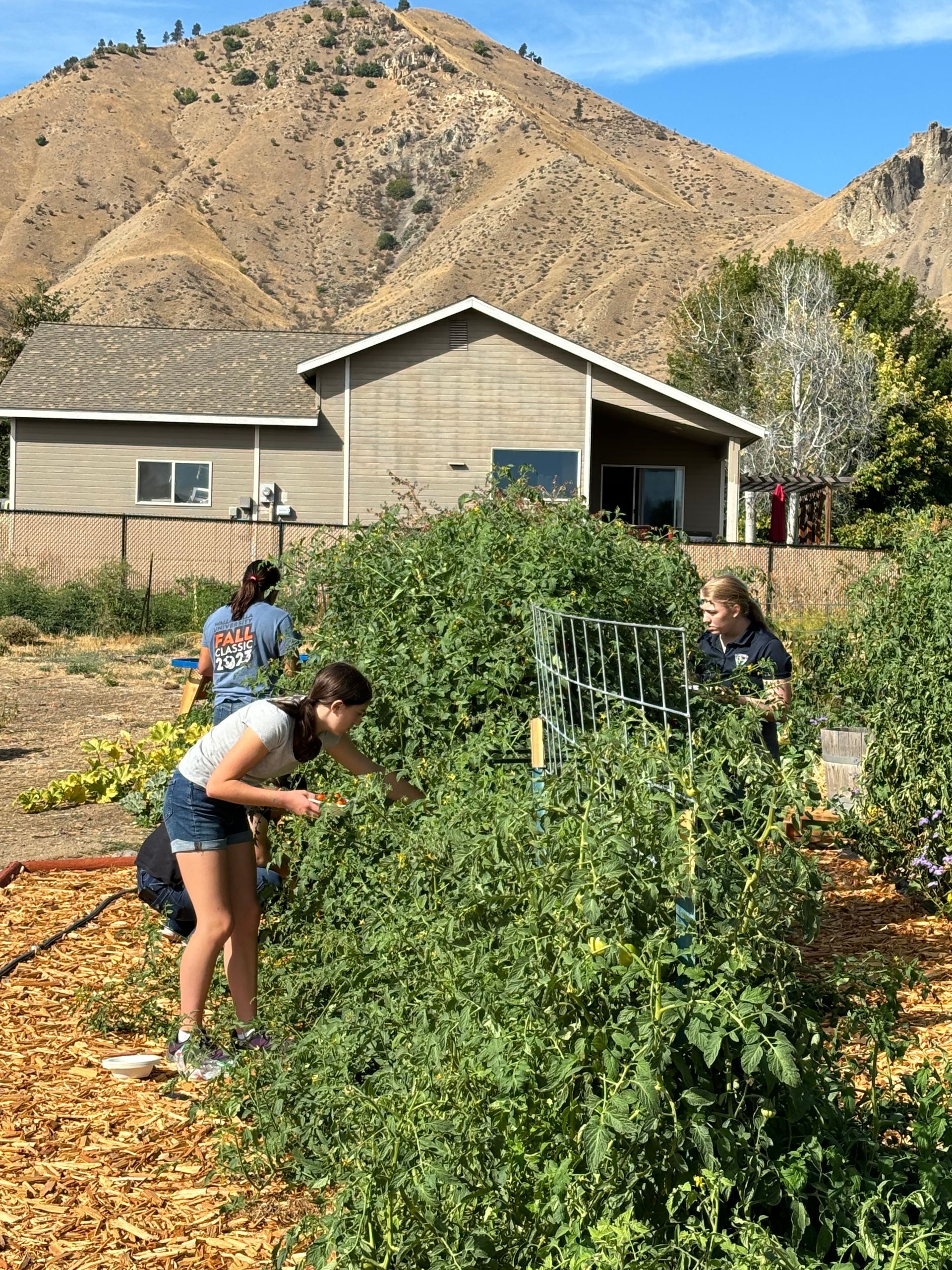 A group of people picking fruits and vegetables from the garden