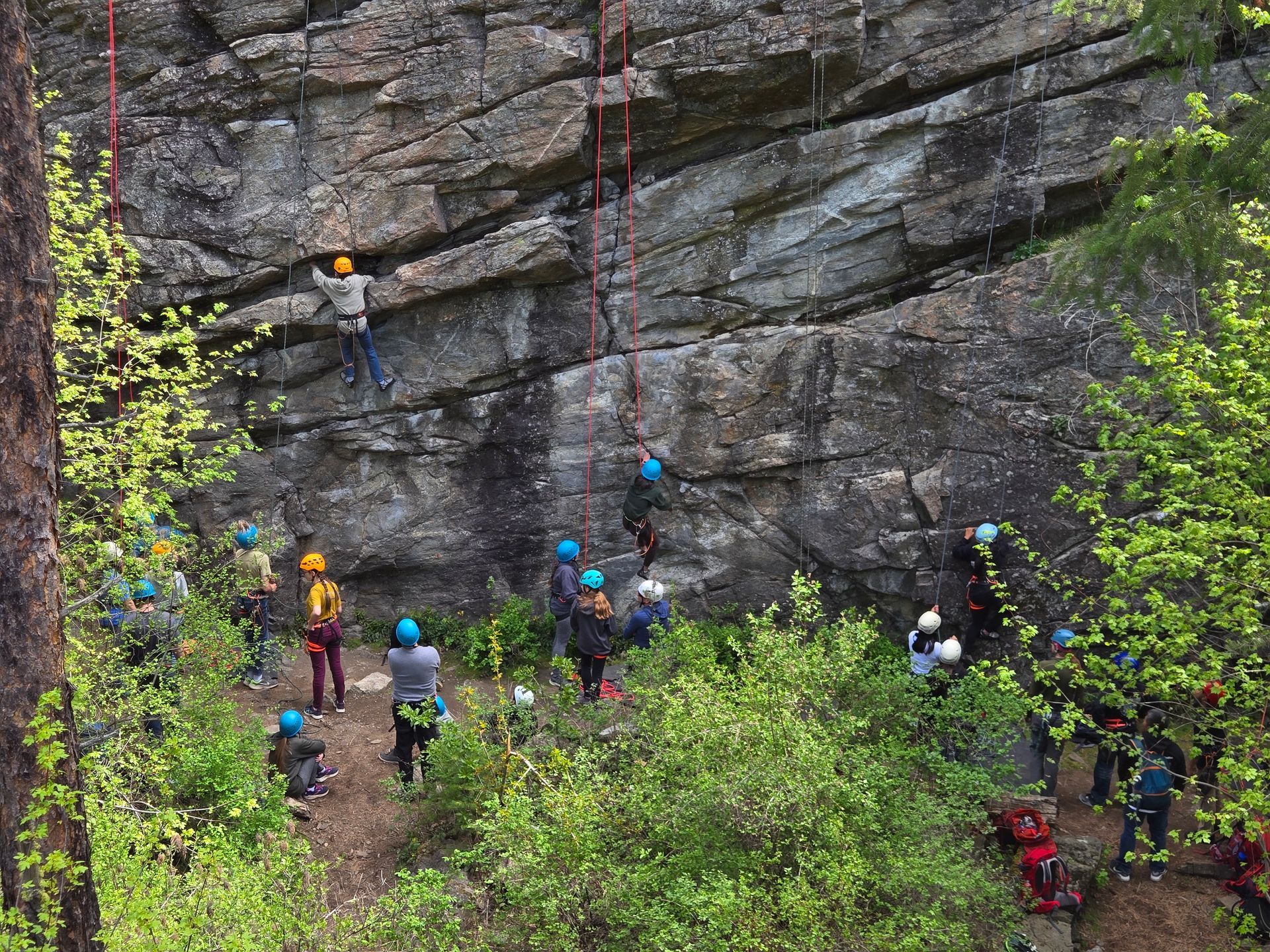 A group of people are climbing a rock wall in the woods.