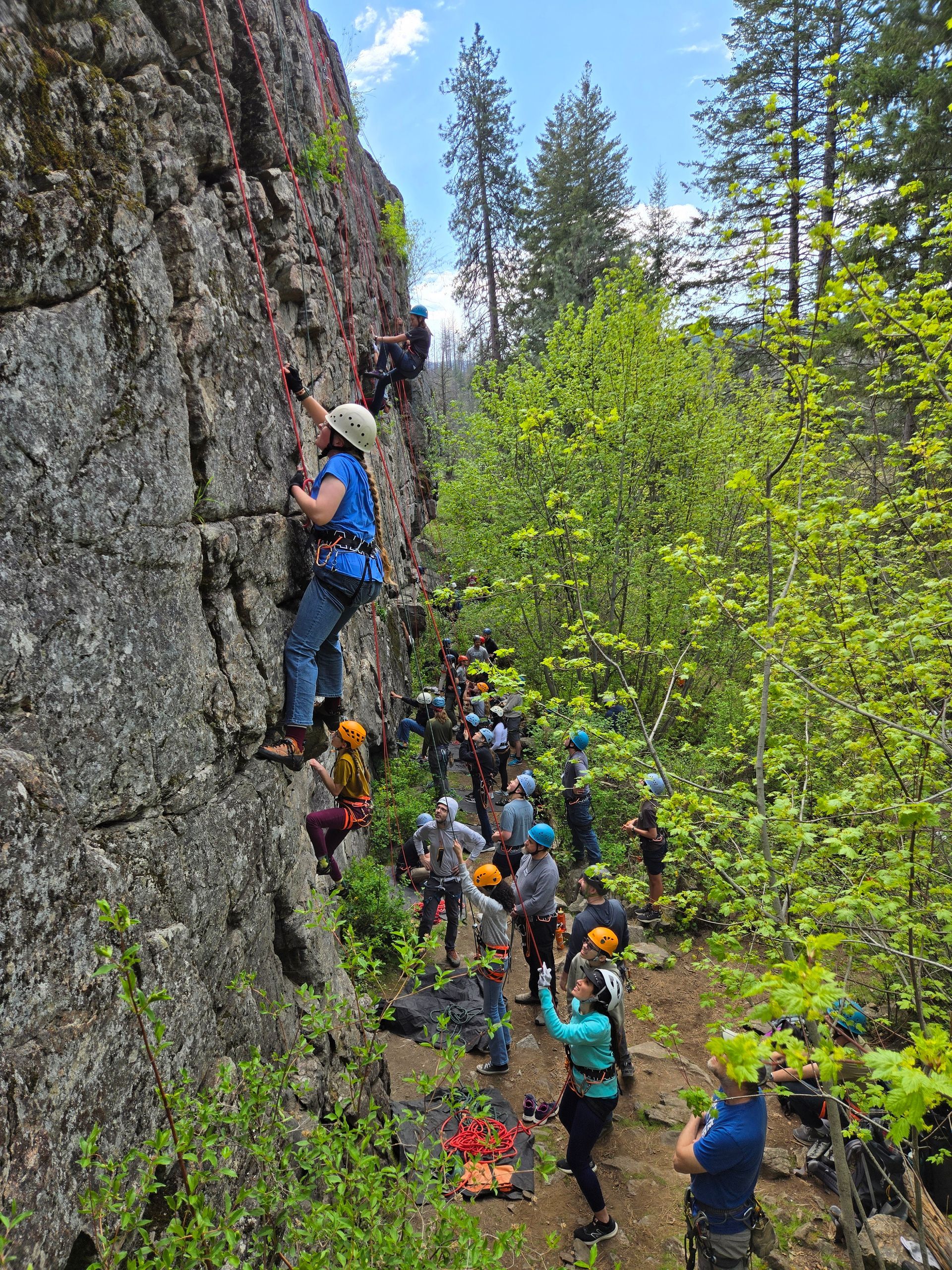 A group of people are climbing a rock wall in the woods.