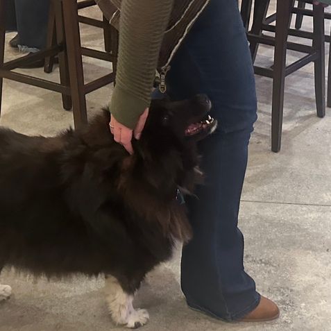 A person is petting a brown and white dog on a leash.