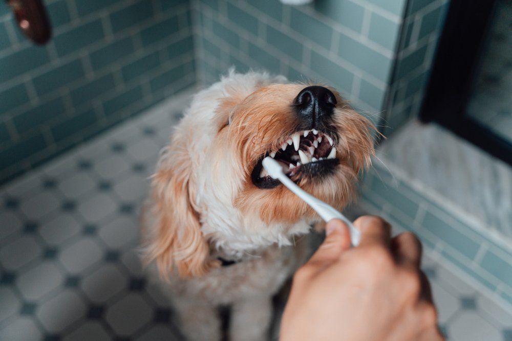 Brushing A Dog's Teeth — Greencastle, PA — Franklin Veterinary Associates
