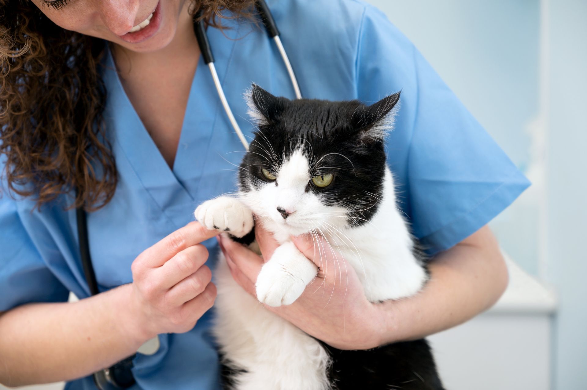 A female veterinarian wearing blue scrubs holds a white and black cat, smiling. A female veterinarian wearing blue scrubs holds a white and black cat, smiling.