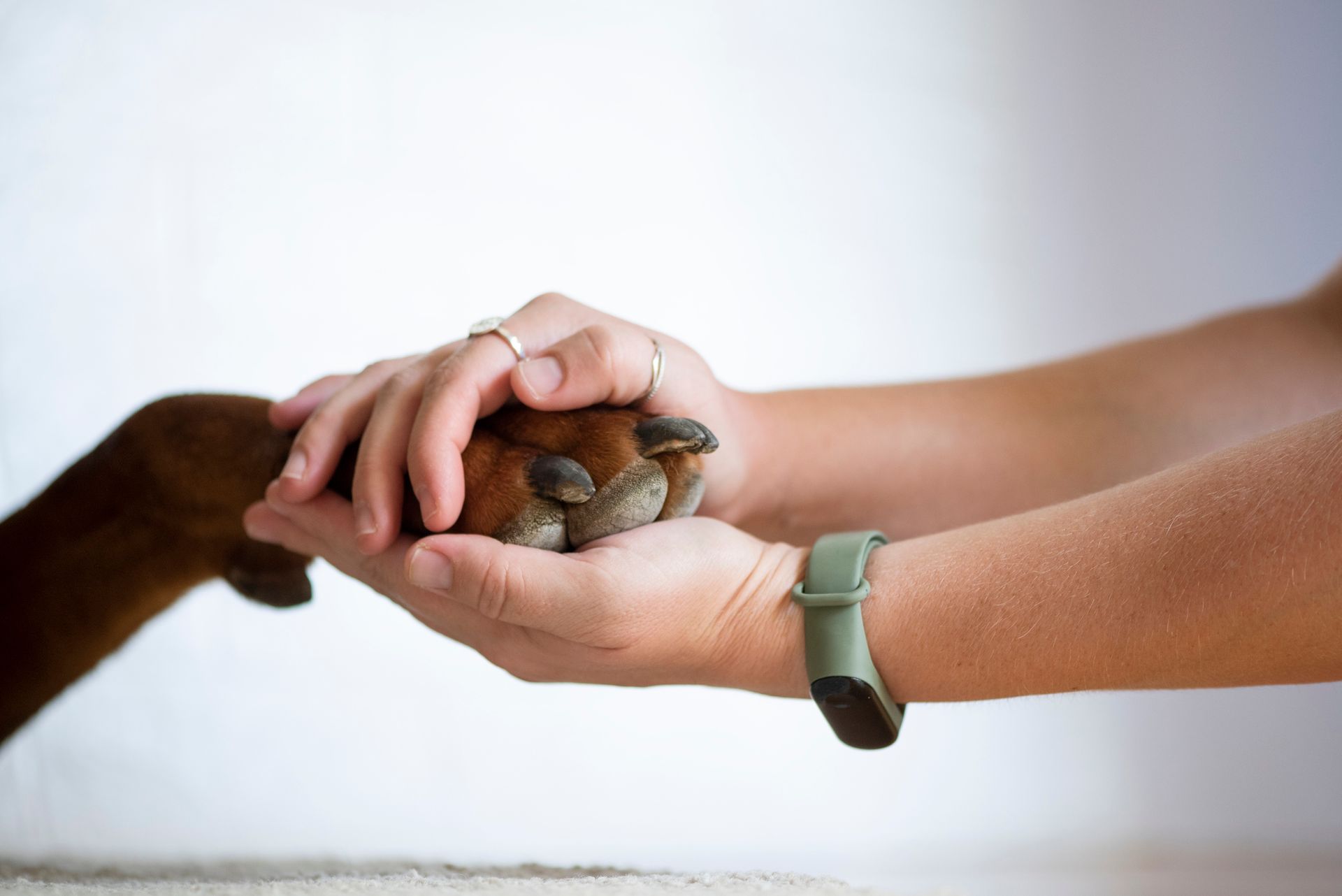 Human hand gently holding a dog's paw.
