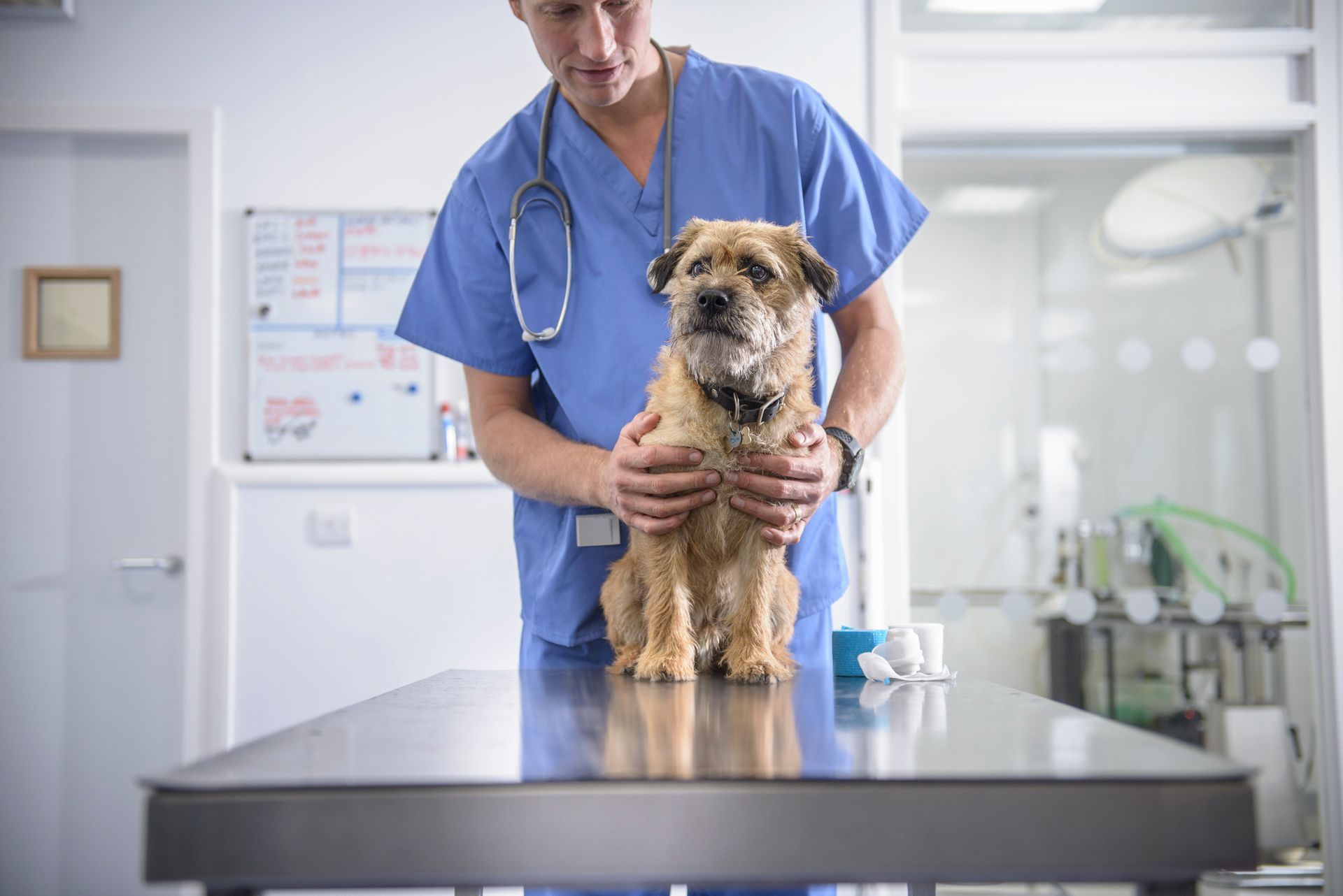 Vet gently holding dog on exam table in a modern veterinary clinic.