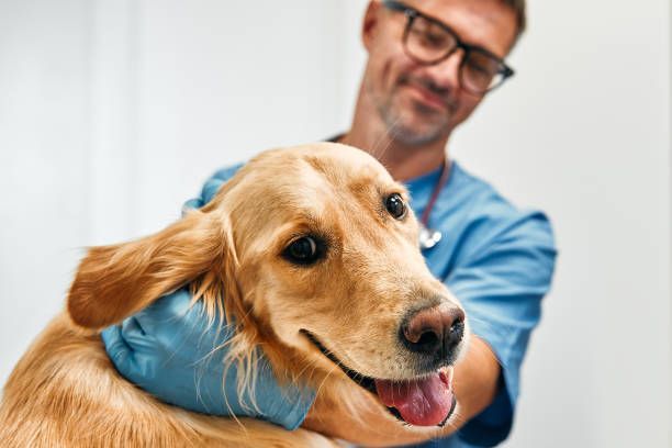 Vet examining golden retriever in a sleek, modern veterinary clinic office.