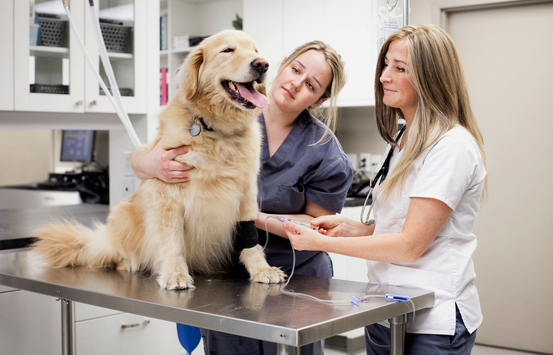Dog veterinarian attaching an IV drip to a golden retriever at a vet clinic.