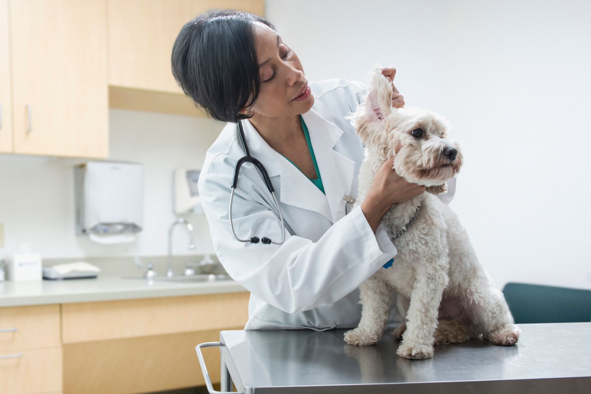 Female vet examines dog during wellness checkup, find veterinarian near you.