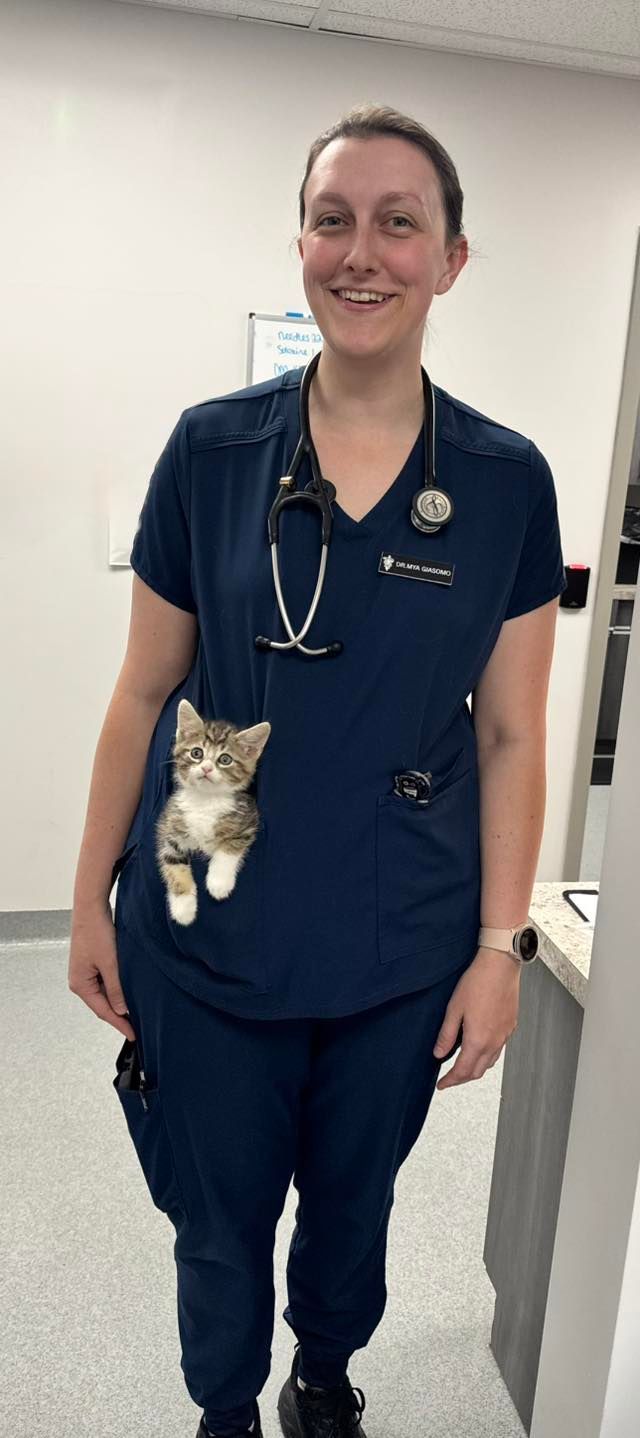 Female vet examines dog during wellness checkup, find veterinarian near you.