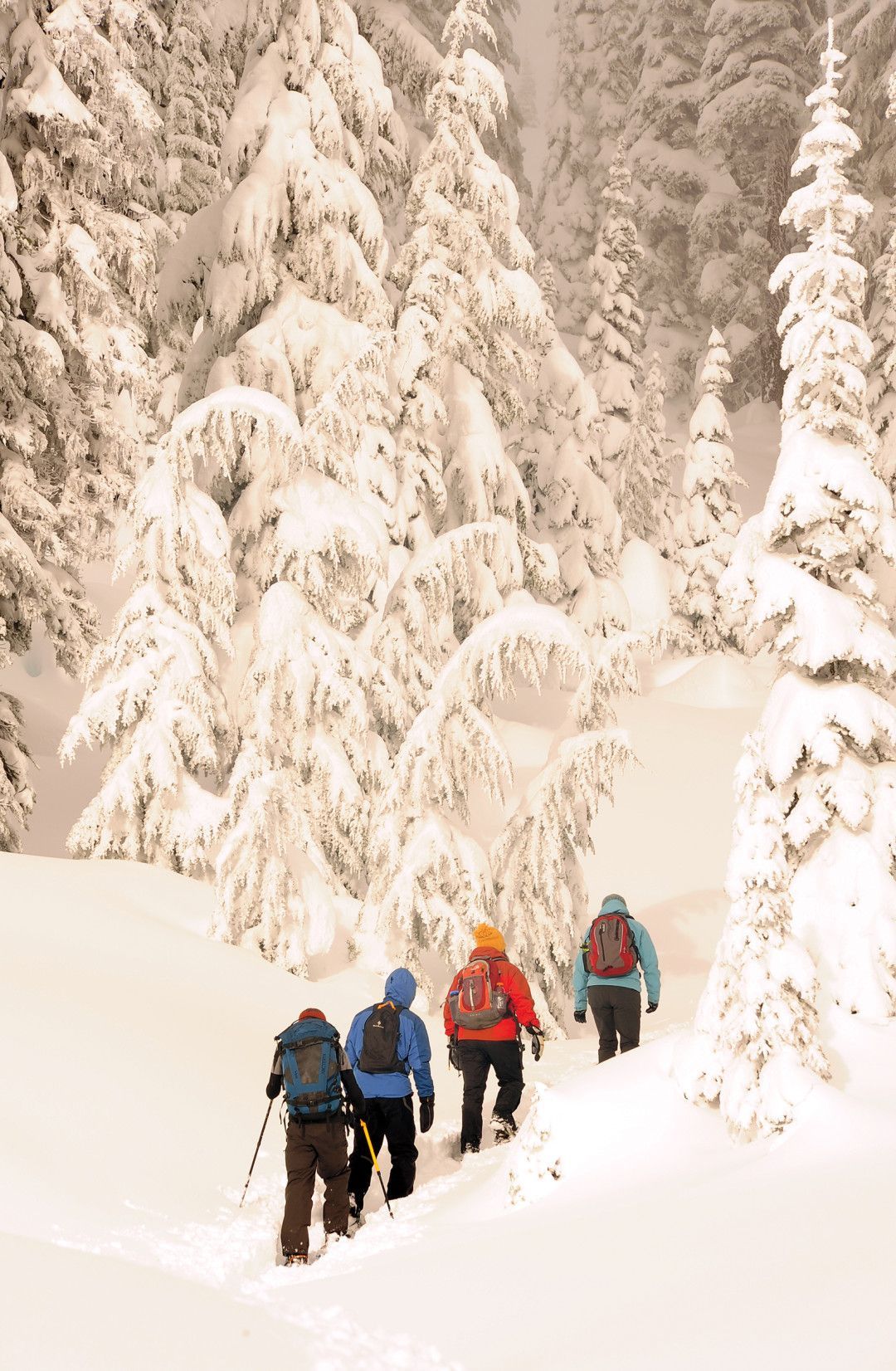 Snowshoers at paradise credit  visit rainier ymvm3v