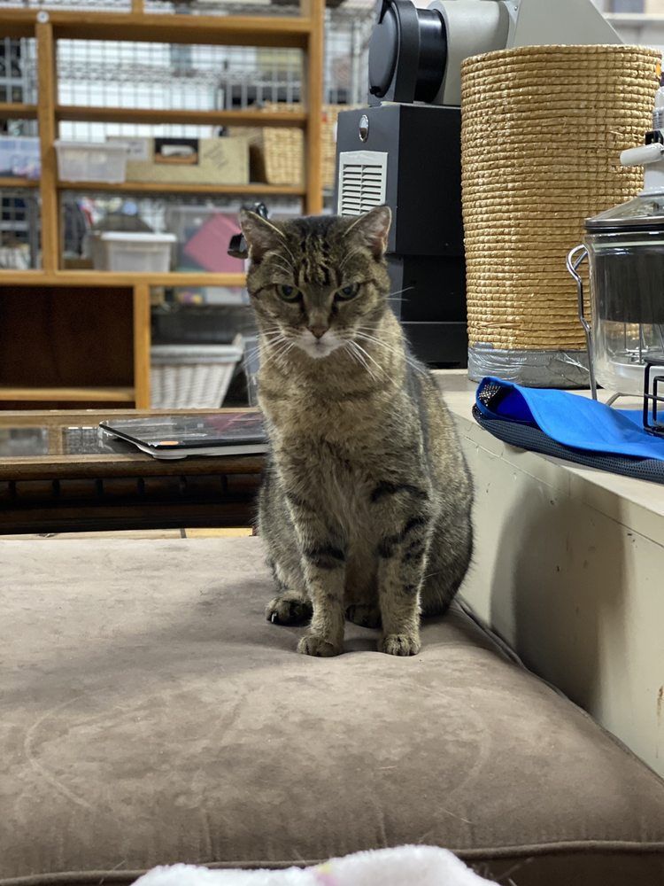 The Abbot's Thrift Store