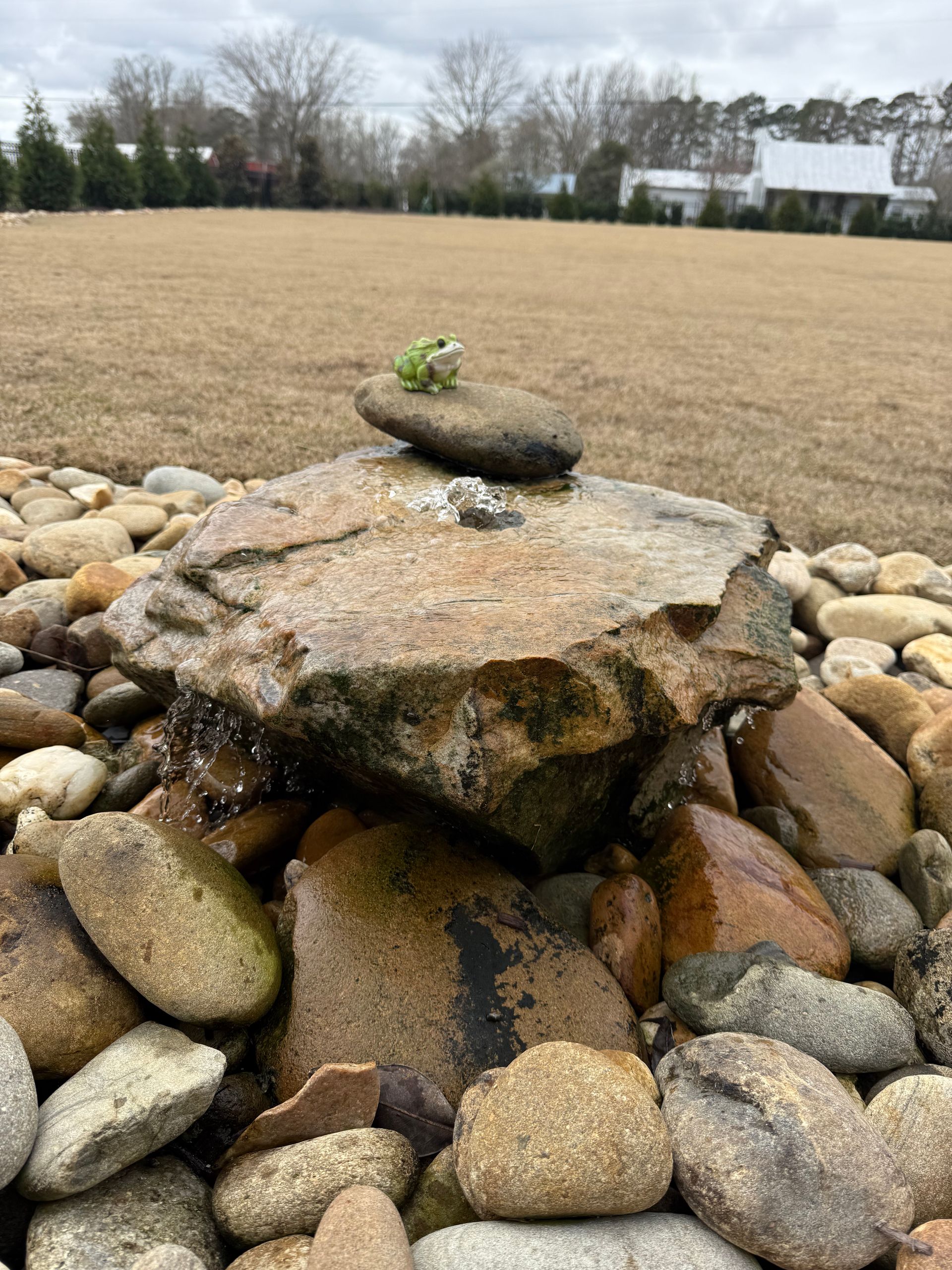 A small green frog sits atop a stone in a rock garden. Brown rocks and a grassy field in the background.
