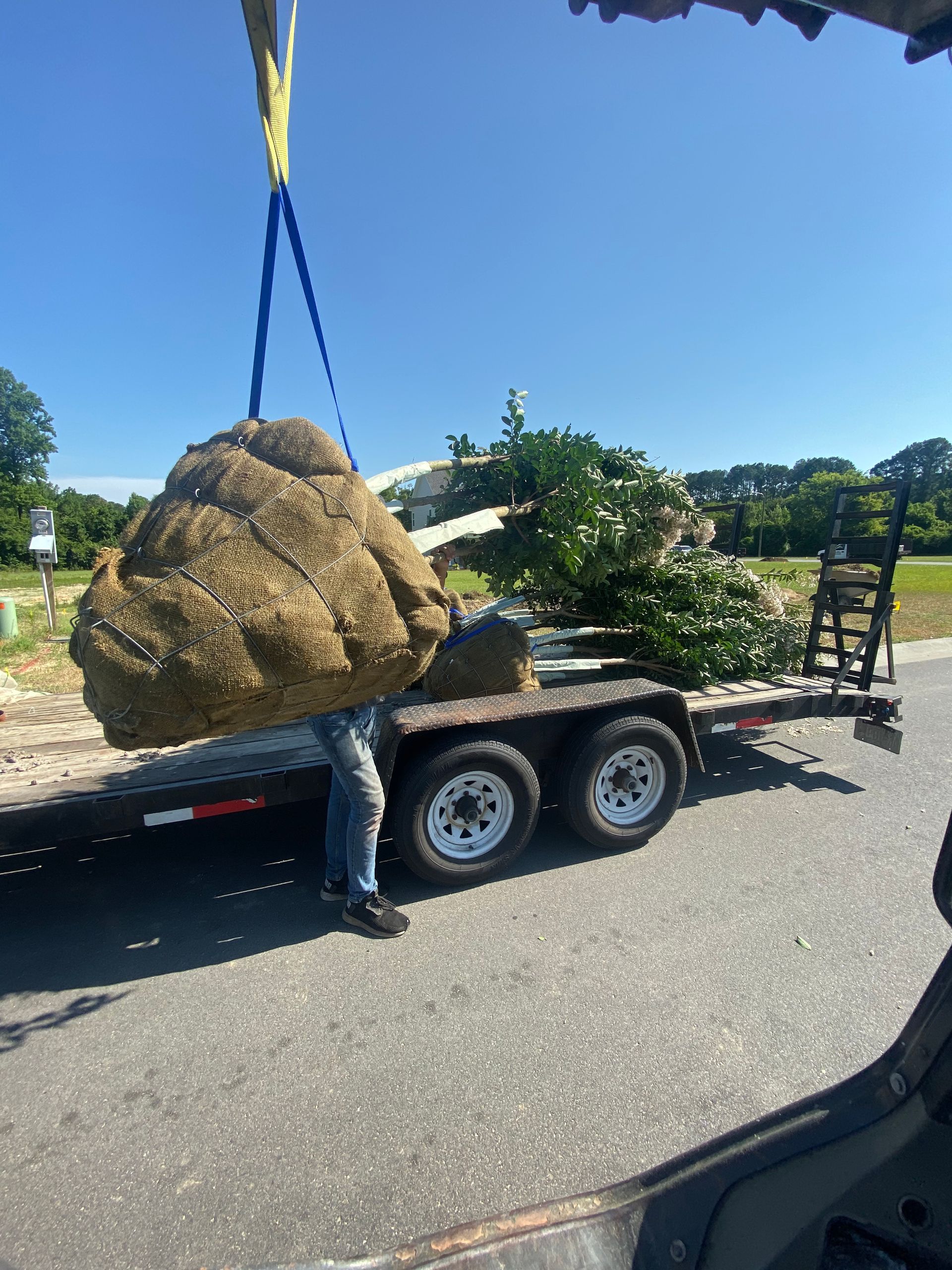 A tree wrapped in burlap is being lifted by straps onto a trailer by a person. Outdoors on a sunny day.