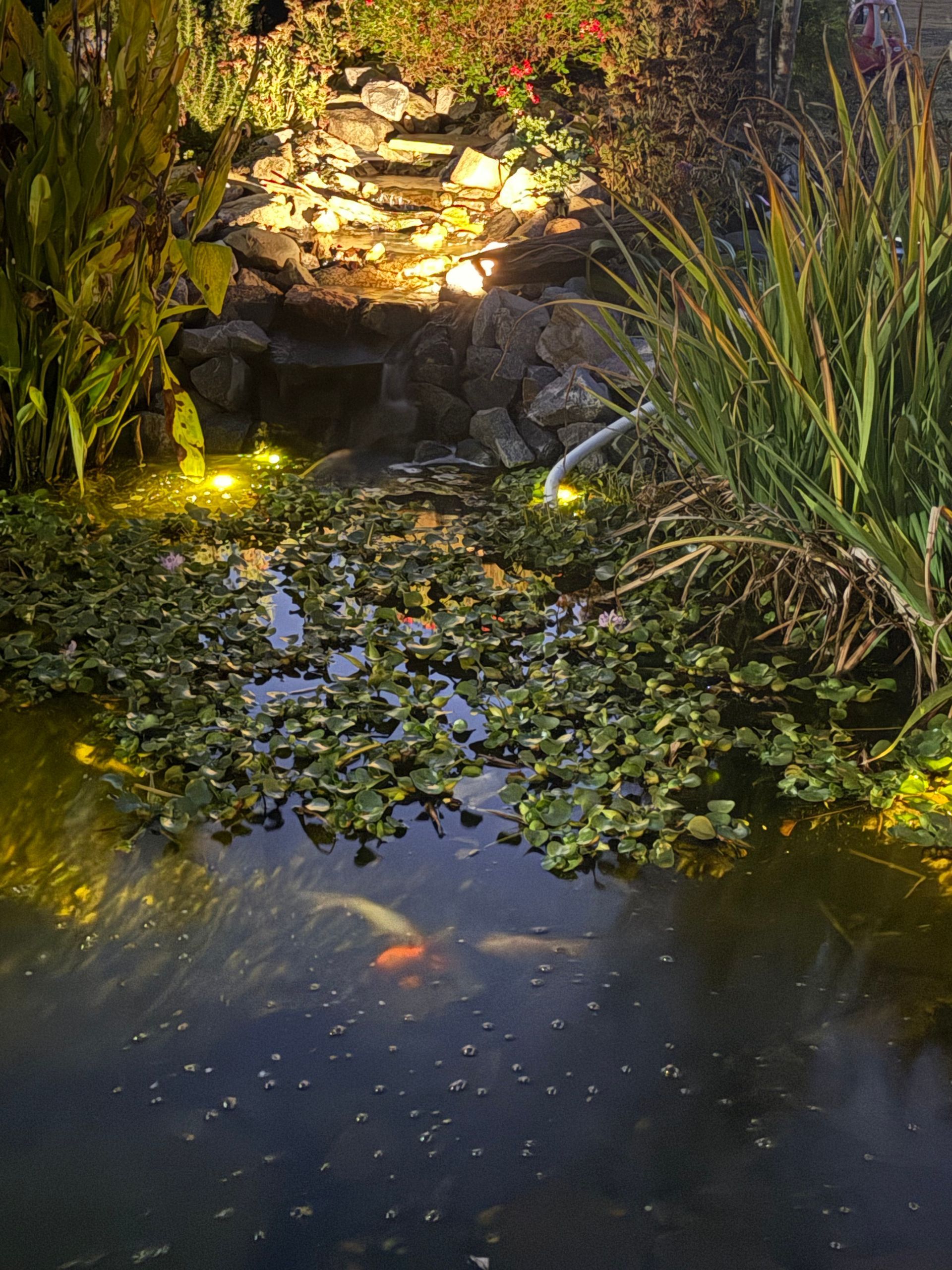 Pond illuminated at night with water lilies, waterfall, and visible koi fish.