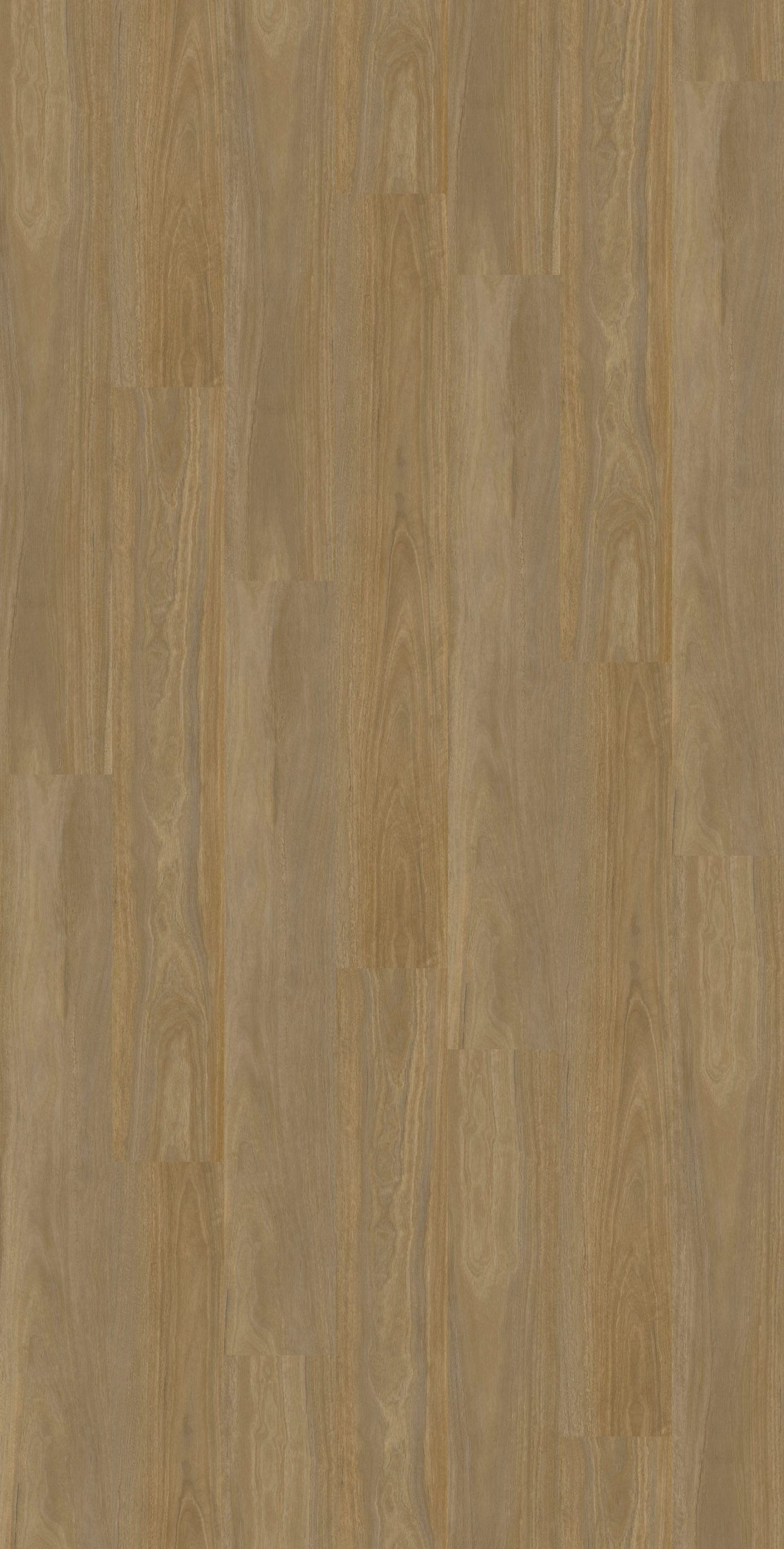 Kings Park Spotted Gum