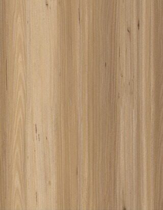 New England Blackbutt