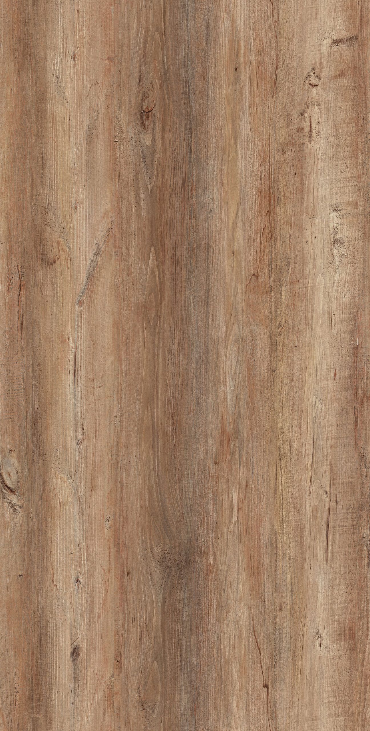 Regnans Tasmanian Oak