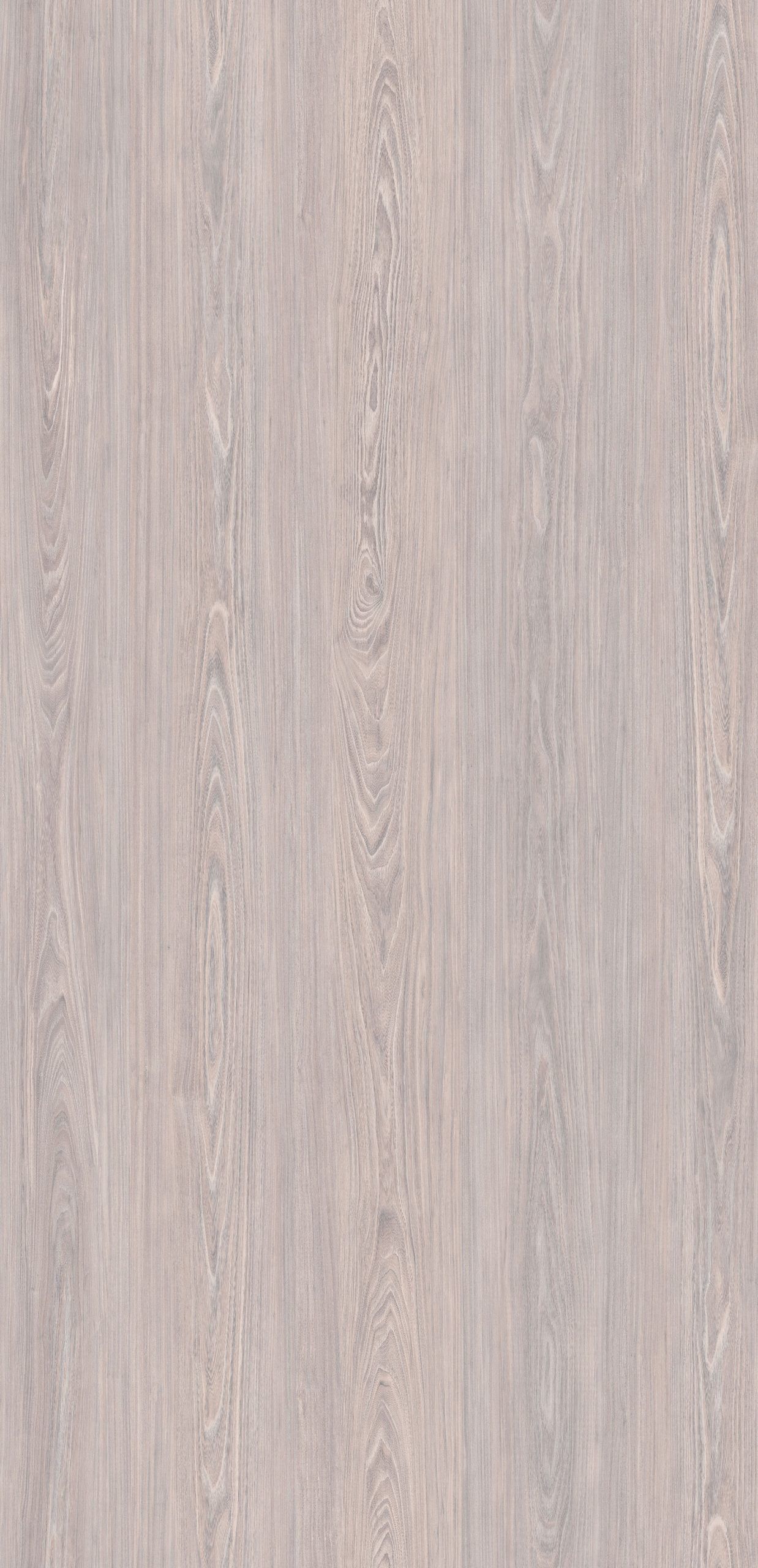 Silver Grey Ironbark