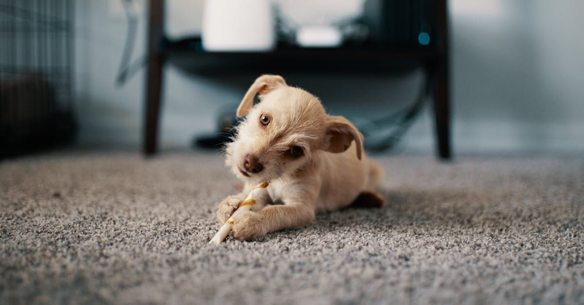 Puppy on carpet